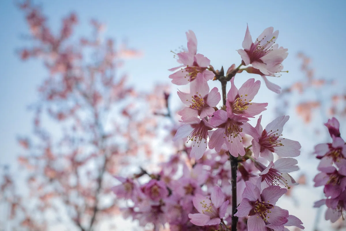 京都・長徳寺の「おかめ桜」。濃いピンク色をした小ぶりな花が、少しうつむき加減にポンポンとぶら下がるように咲いているのが特徴的。ひと足早く京都に春を告げる、愛らしい早咲き桜の風景。