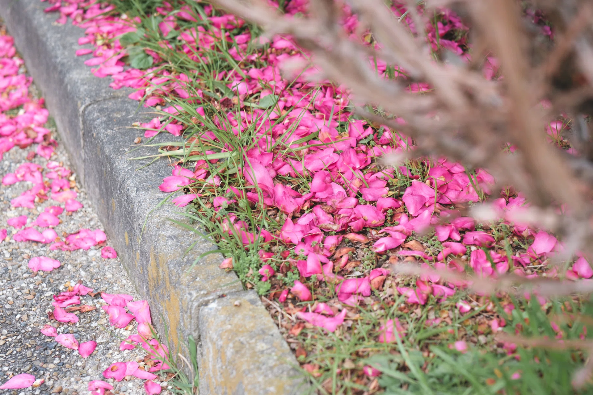ピンクの花びらが続いていた。｜ハタモト