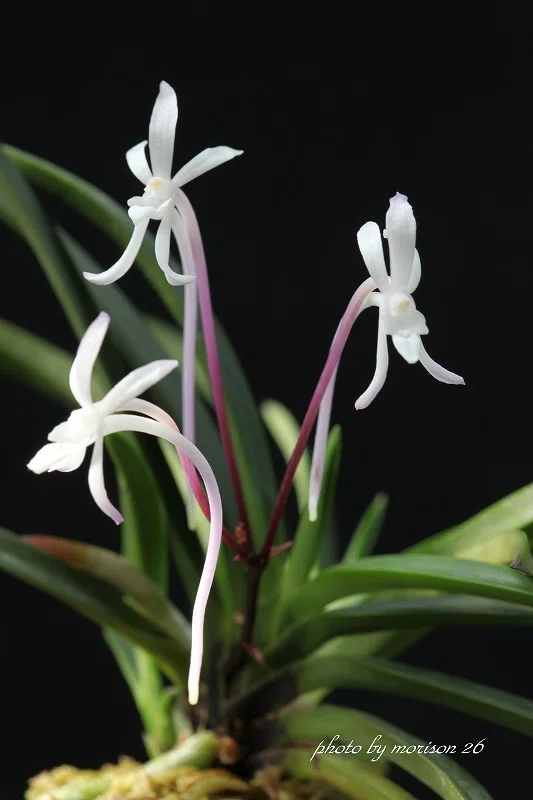富貴蘭「小豆島紅」の花(過去の画像倉庫から)｜KJ Morison