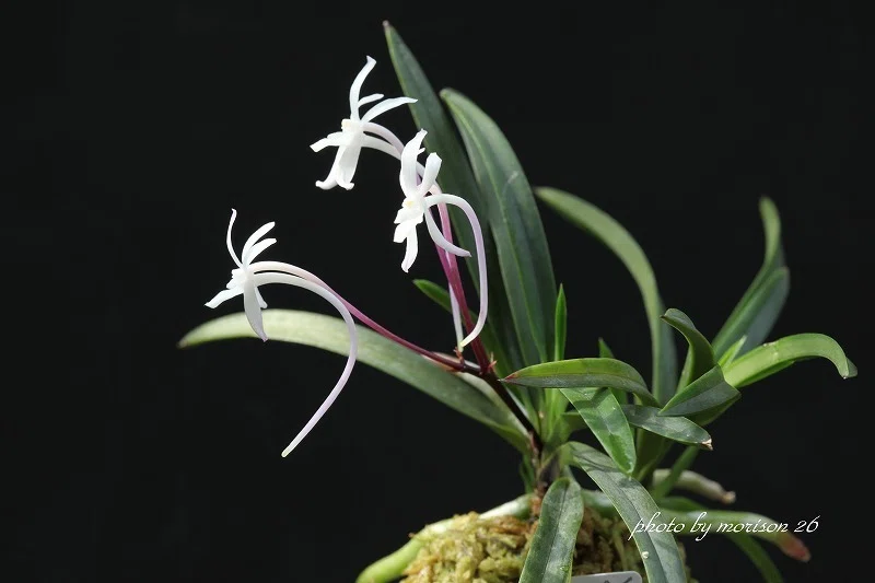 富貴蘭「小豆島紅」の花(過去の画像倉庫から)｜KJ Morison
