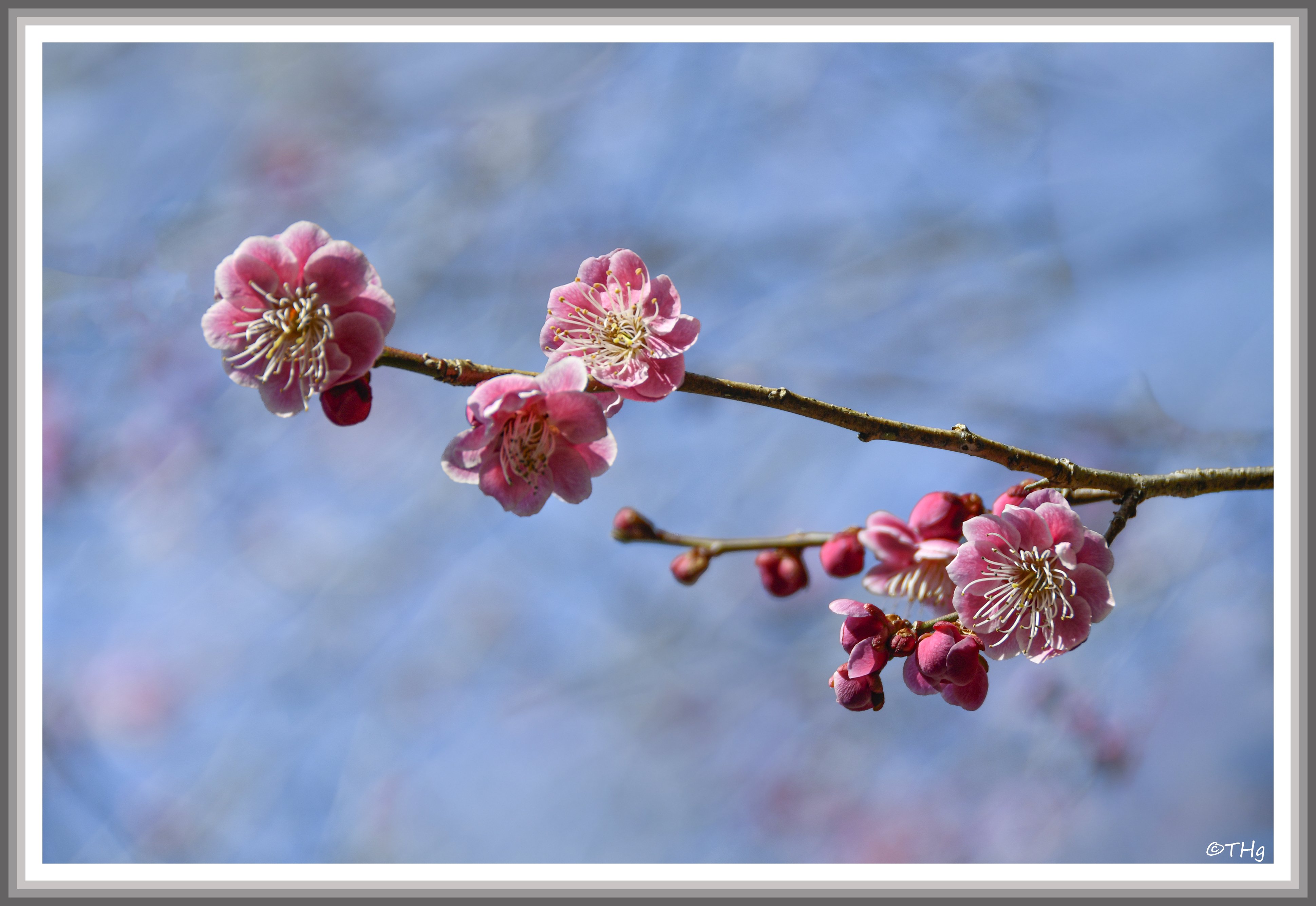 梅の花（写真）｜taka