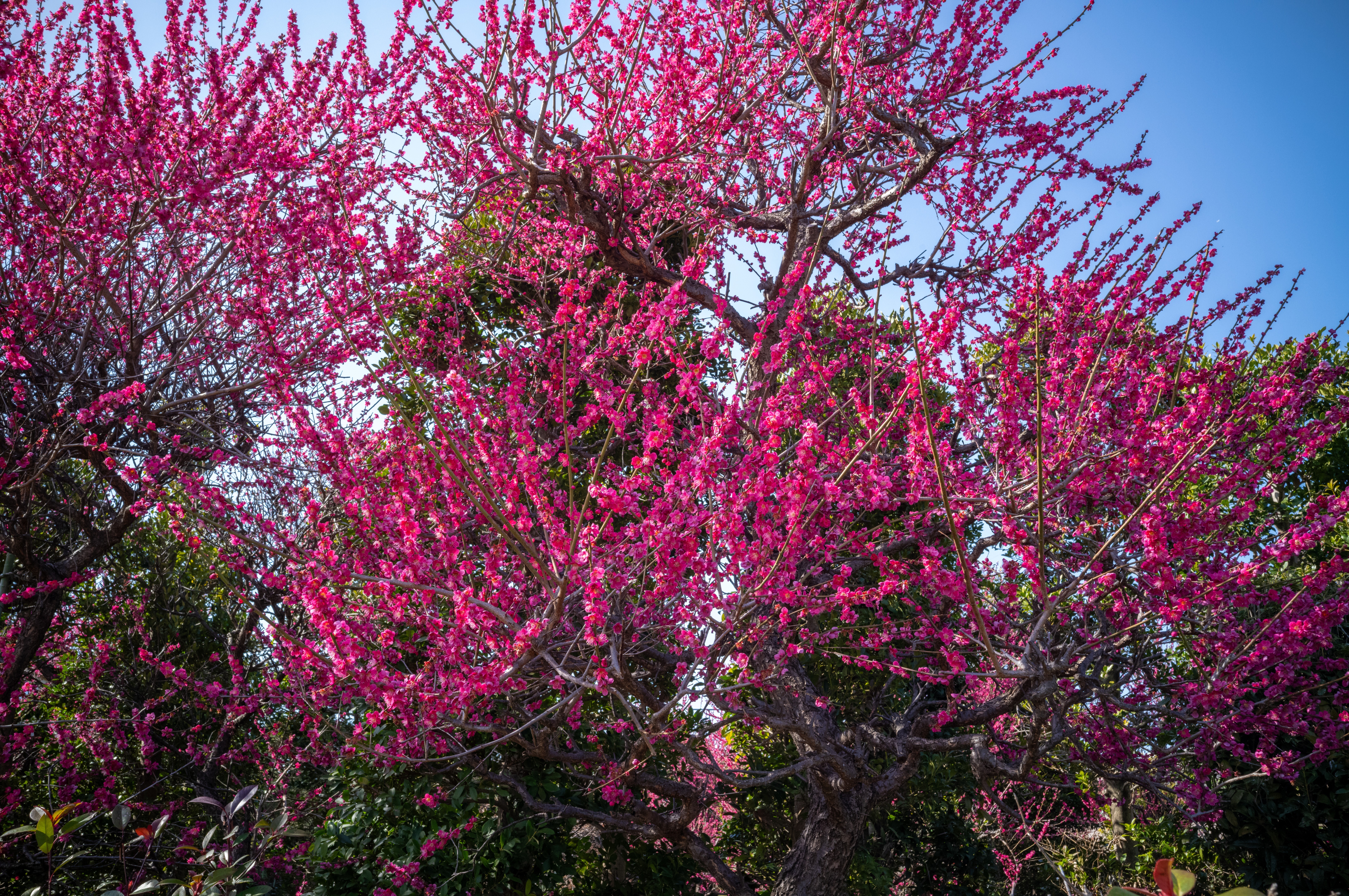 COLOR-SKOPAR 28mm F3.5 L(L39)と深大寺｜teru