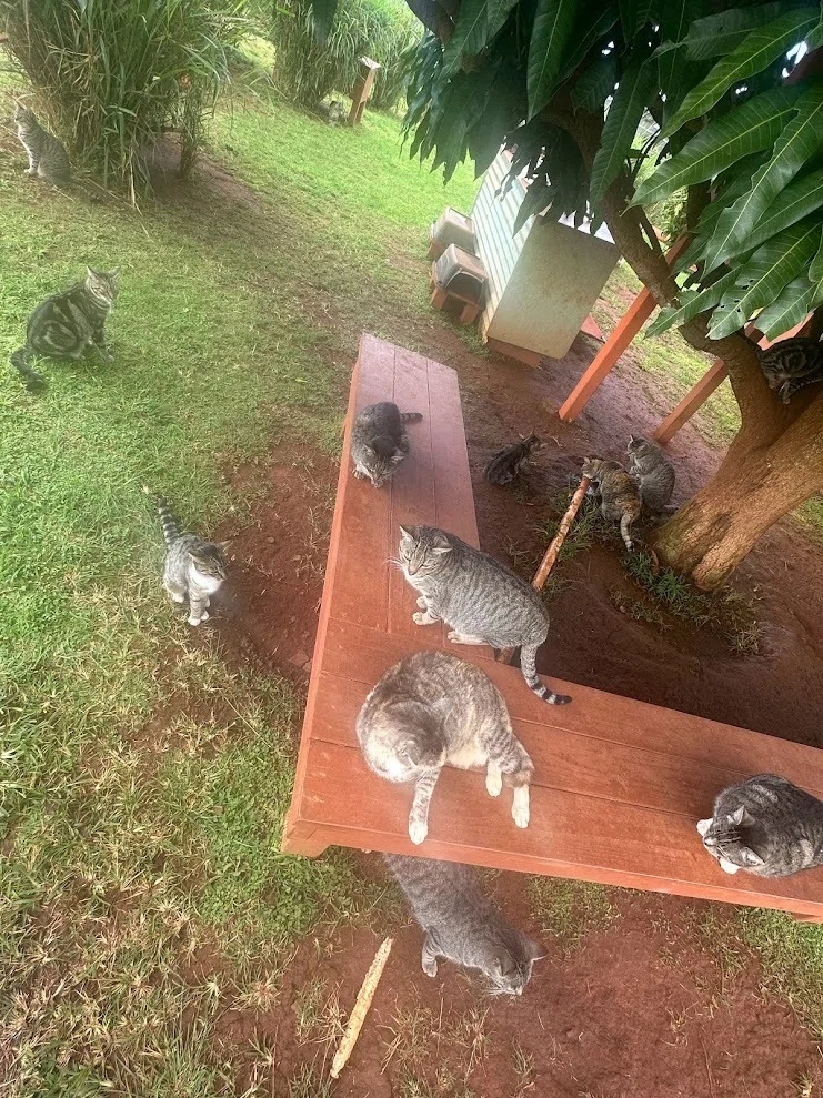 ハワイで猫700匹に会ってきたら帰宅難民になった話｜湊祥(小説家