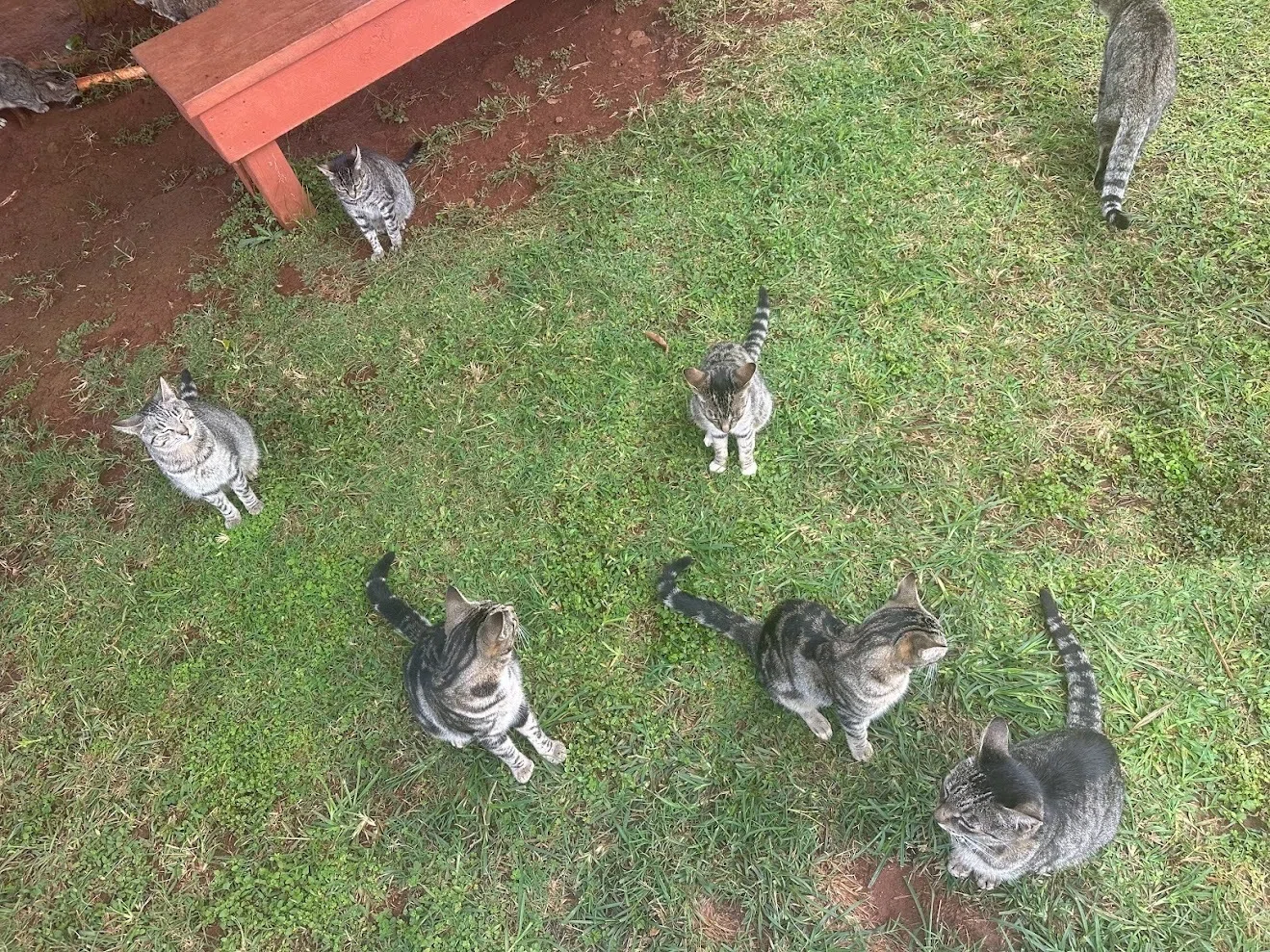 ハワイで猫700匹に会ってきたら帰宅難民になった話｜湊祥(小説家