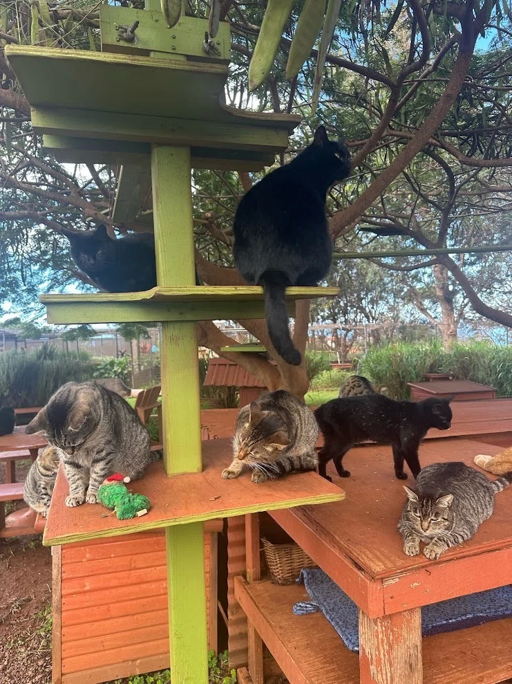 ハワイで猫700匹に会ってきたら帰宅難民になった話｜湊祥(小説家