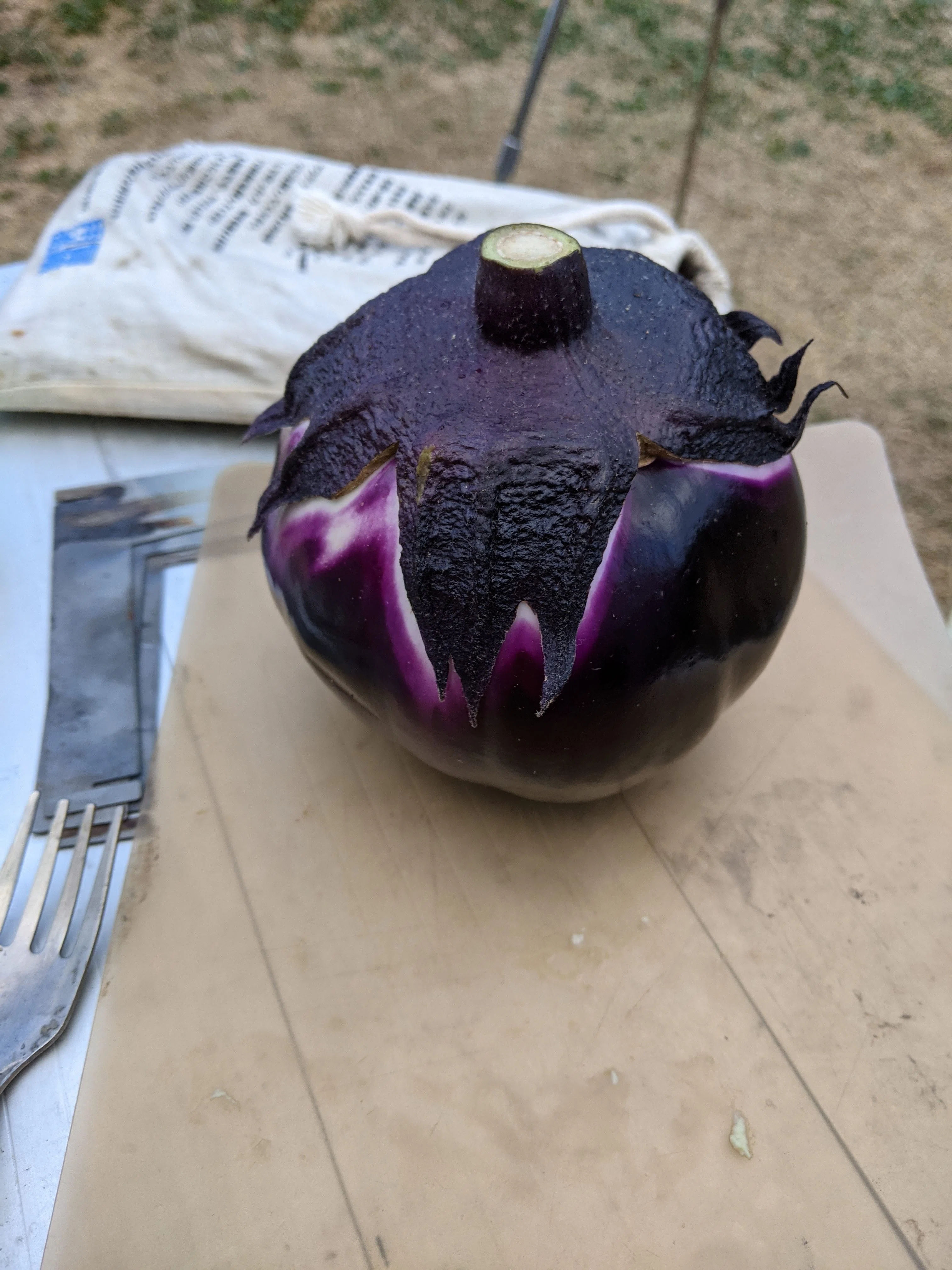 I sowed eggplant seeds｜Hirokazu Nishi