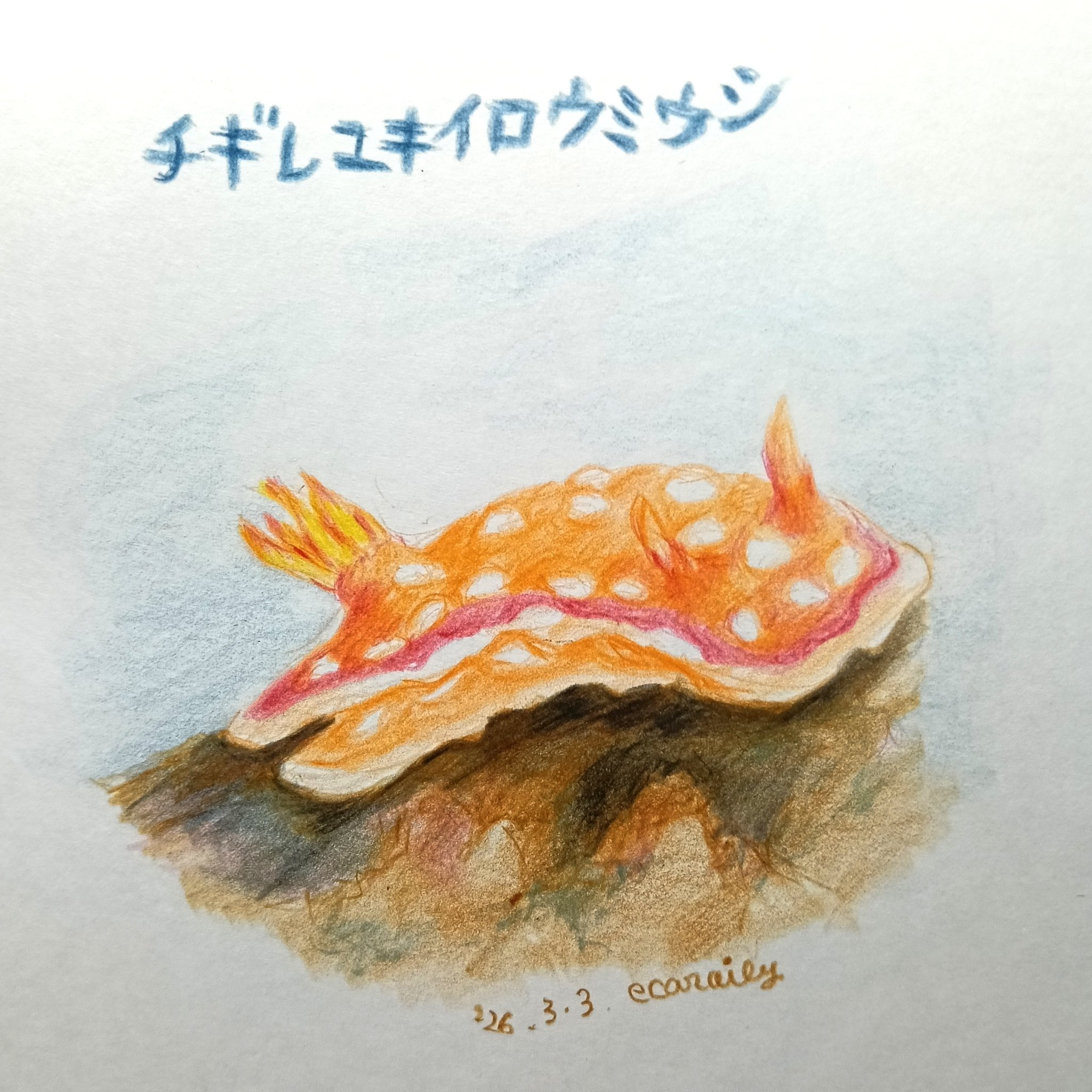 色鉛筆画0303｜エカレエリ@詩-絵-自主制作