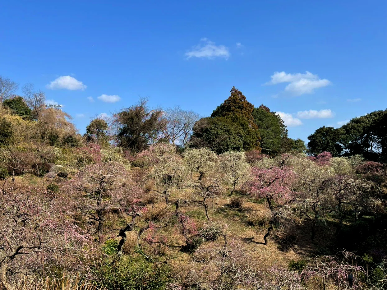 20260307 【日常生活】春のお出かけにお勧め！見ごろの花4選｜Local