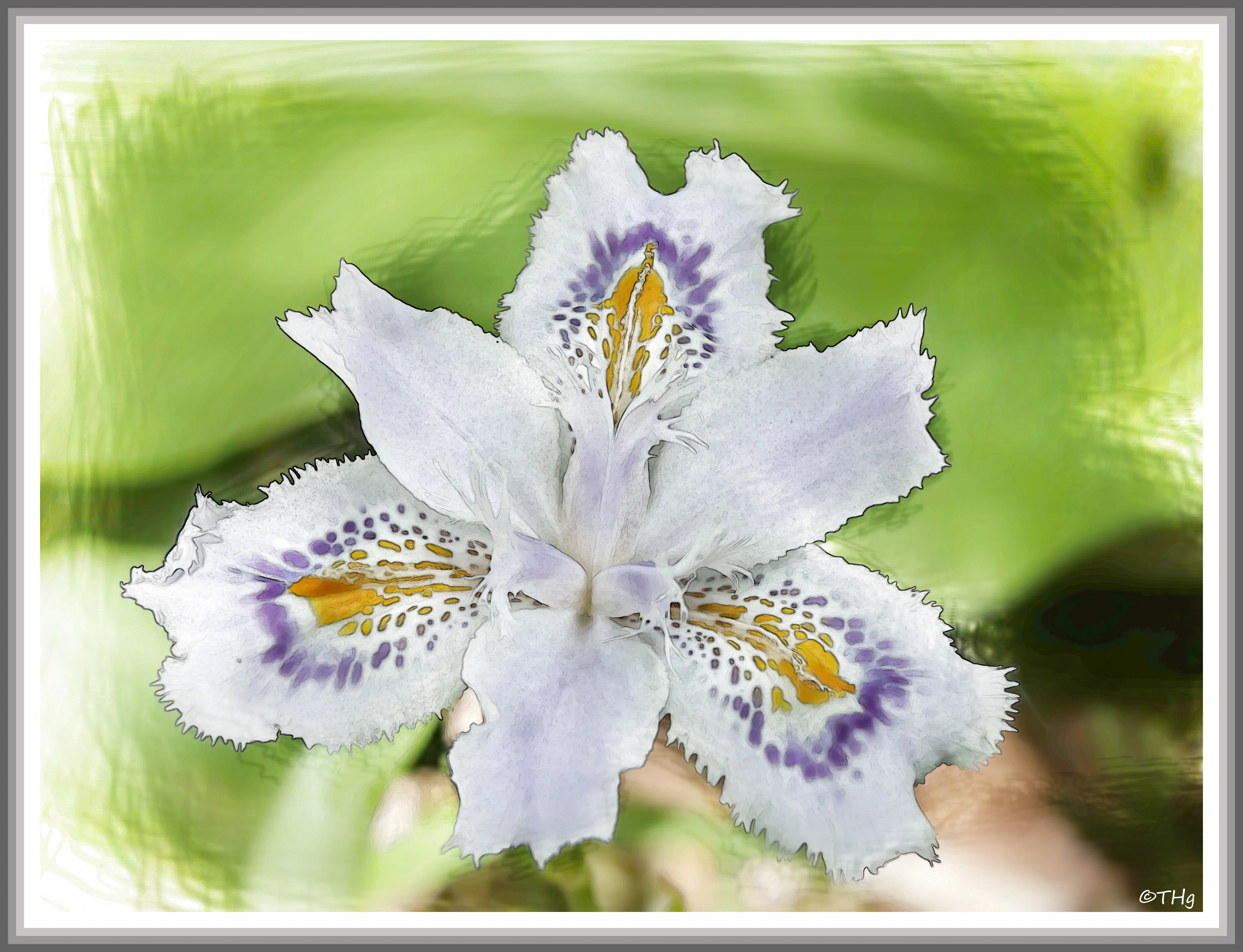 シャガの花びら（水彩画風）｜taka