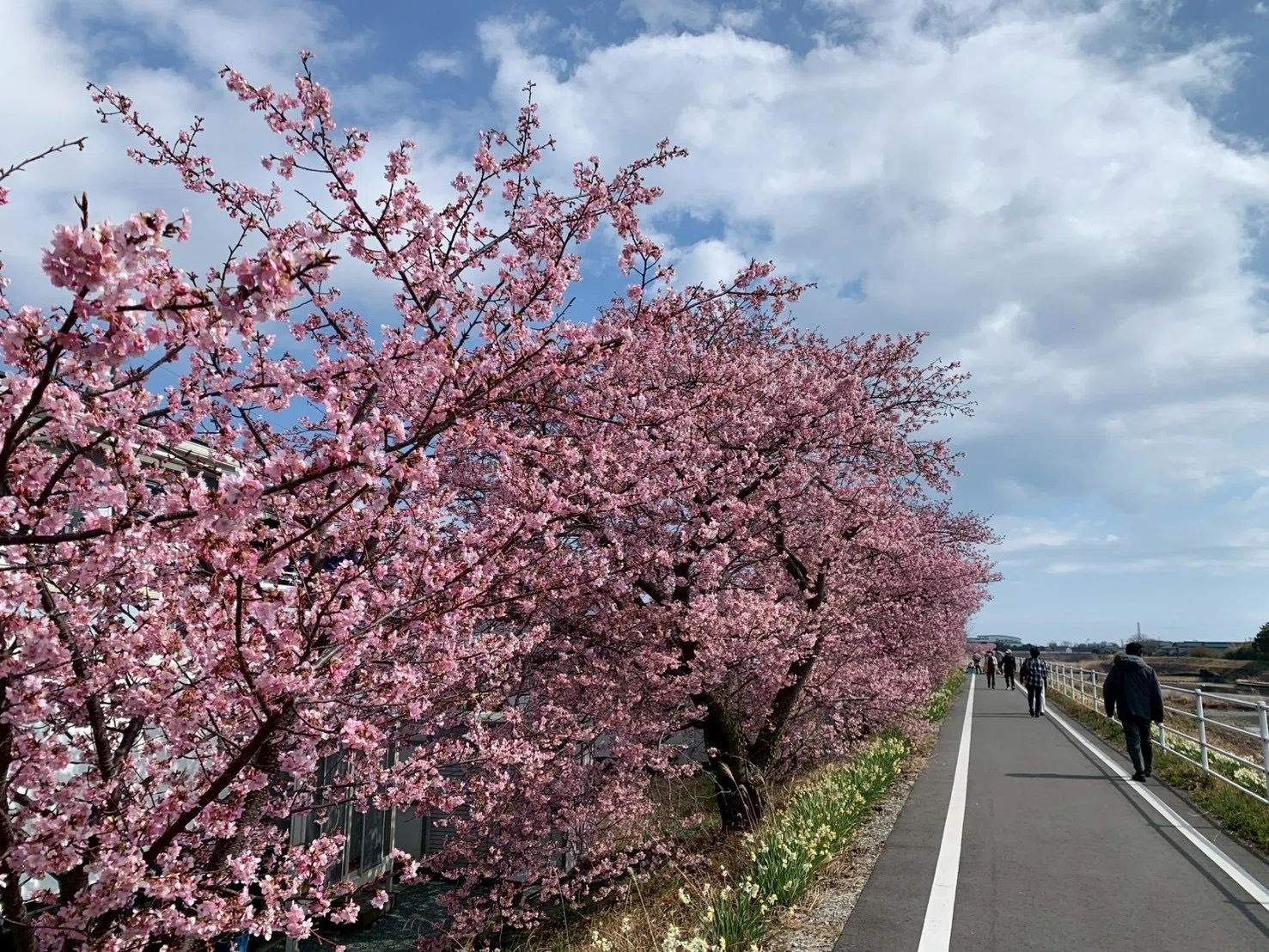 20260307 【日常生活】春のお出かけにお勧め！見ごろの花4選｜Local