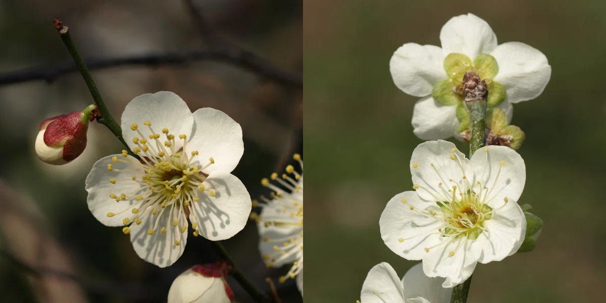[Photo Album] When the Plum Blossoms Bloom Vol. 4: Flower Shapes and ...