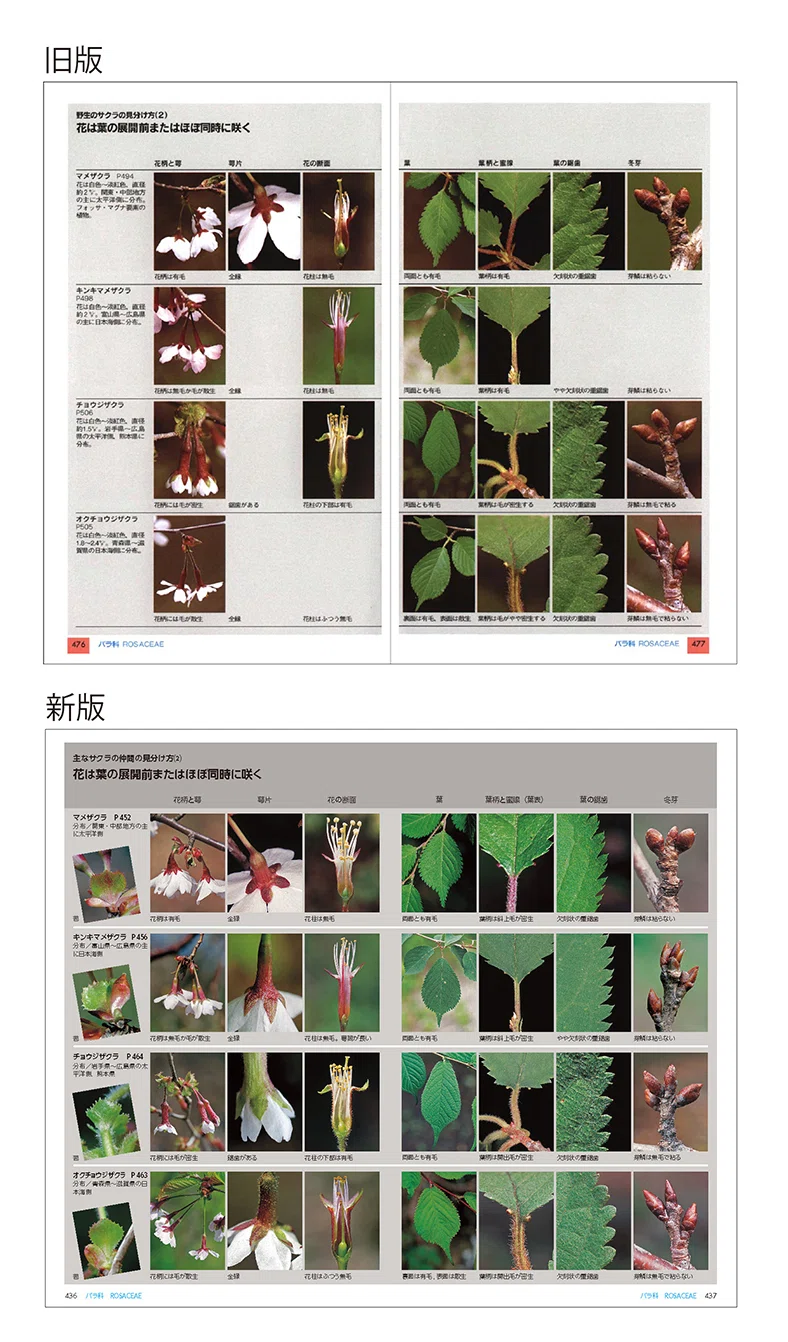 山溪ハンディ図鑑『樹に咲く花』が大改訂！ 変わった点は｜ヤマケイの本