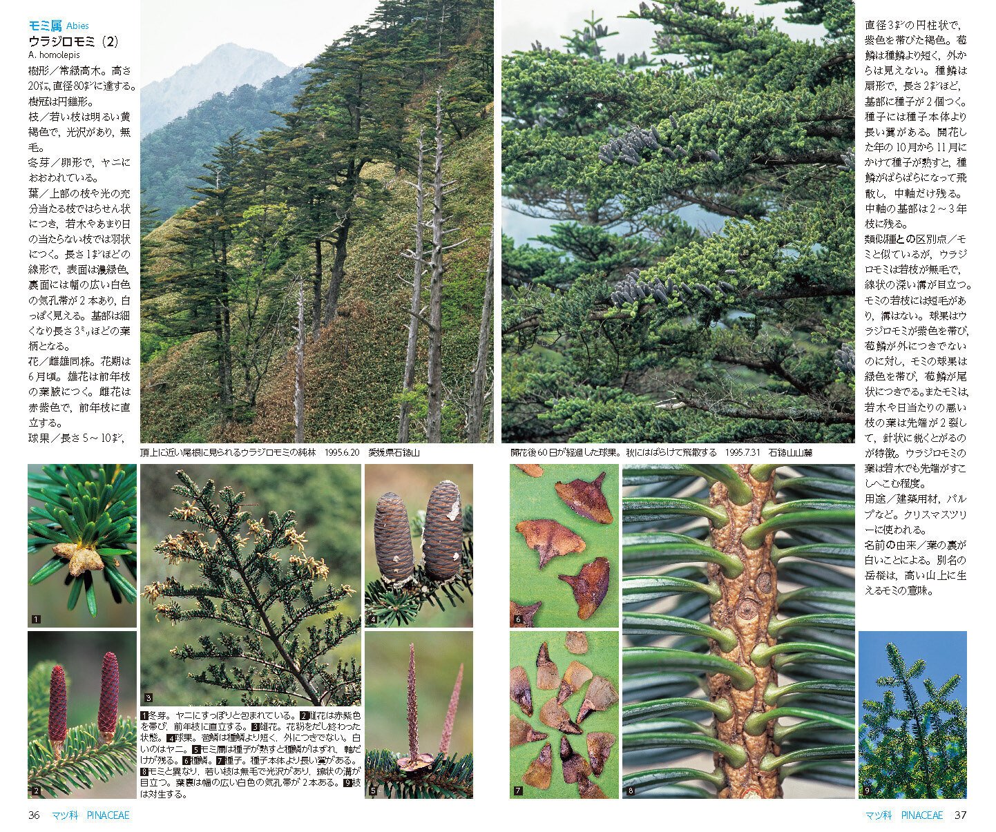 山溪ハンディ図鑑『樹に咲く花』が大改訂！ 変わった点は｜ヤマケイの本
