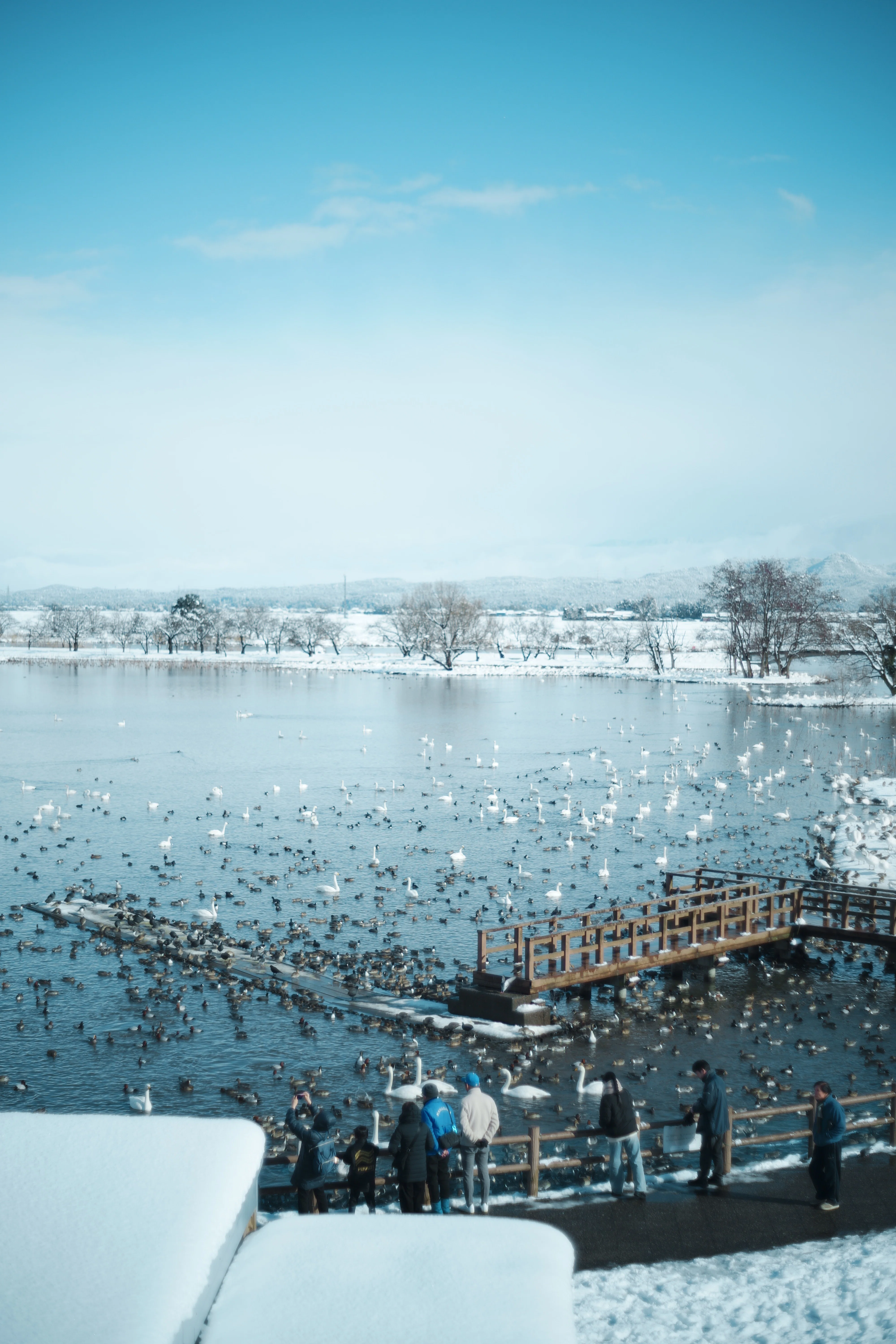 𓂅白鳥さんのすみか𓂅新潟 瓢湖𓂅 SIGMA fp｜日々を愛でて