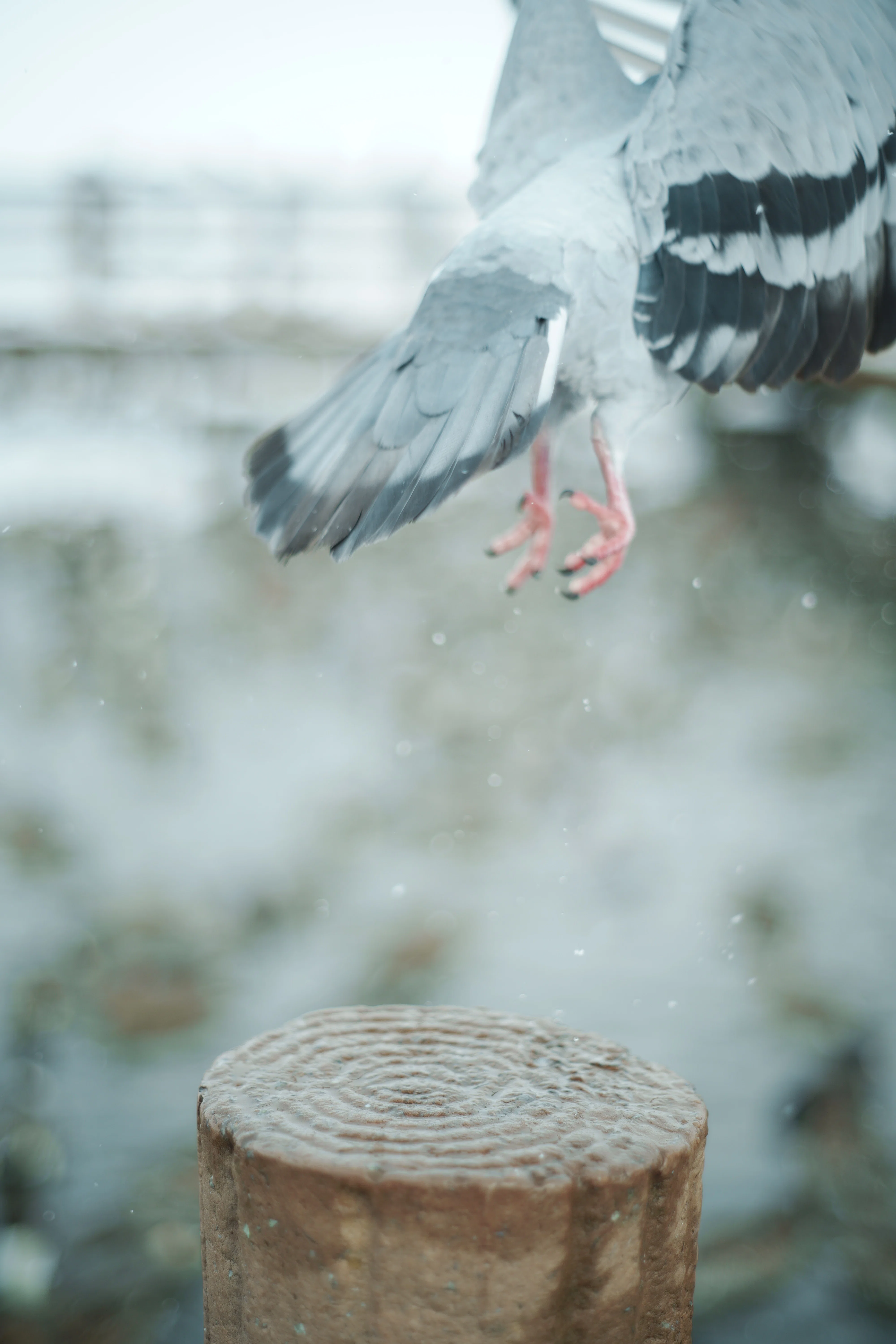 𓂅白鳥さんのすみか𓂅新潟 瓢湖𓂅 SIGMA fp｜日々を愛でて