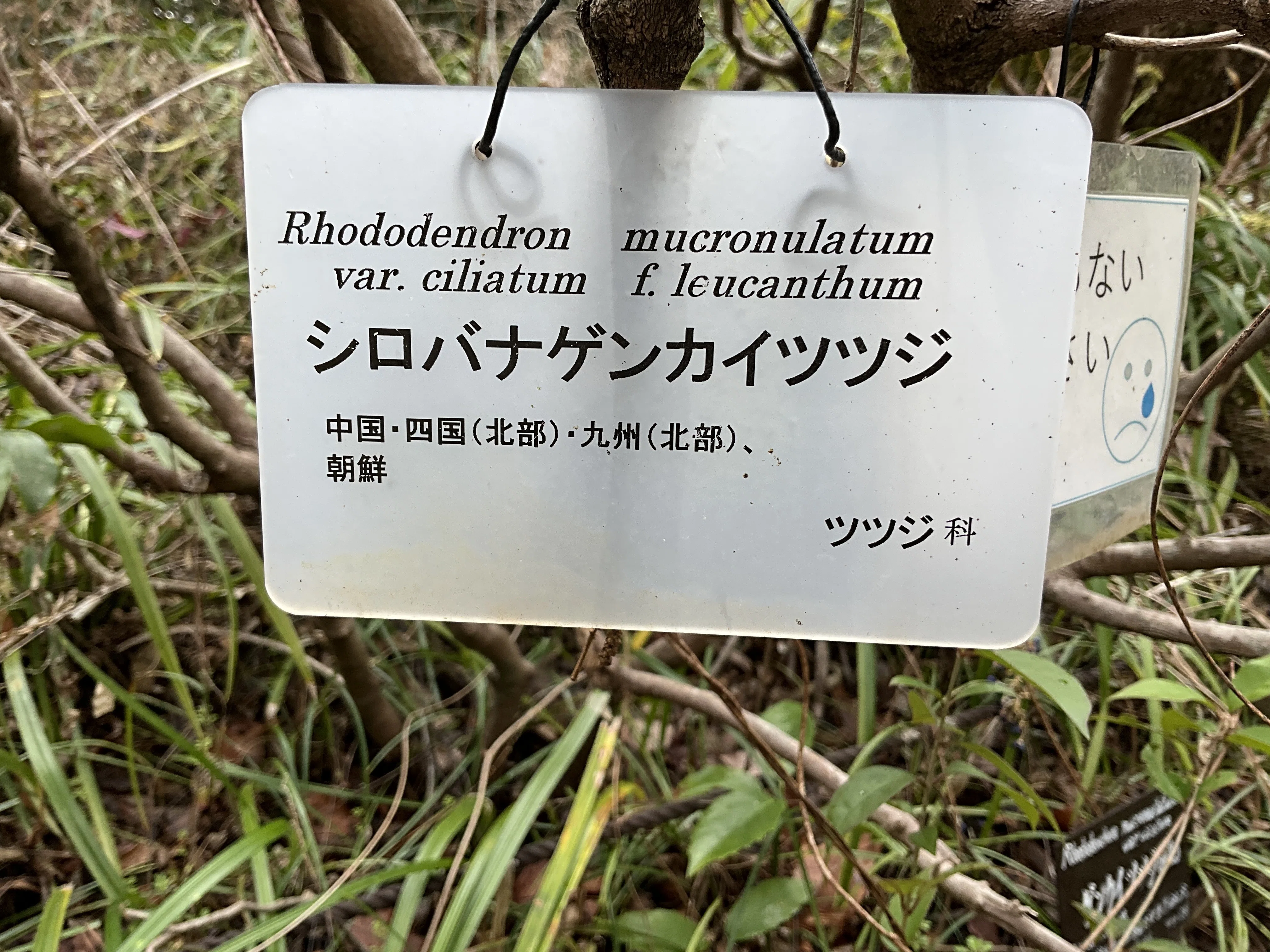 シロバナゲンカイツツジ（京都府立植物園）：2026年3月4日（水）｜藤井