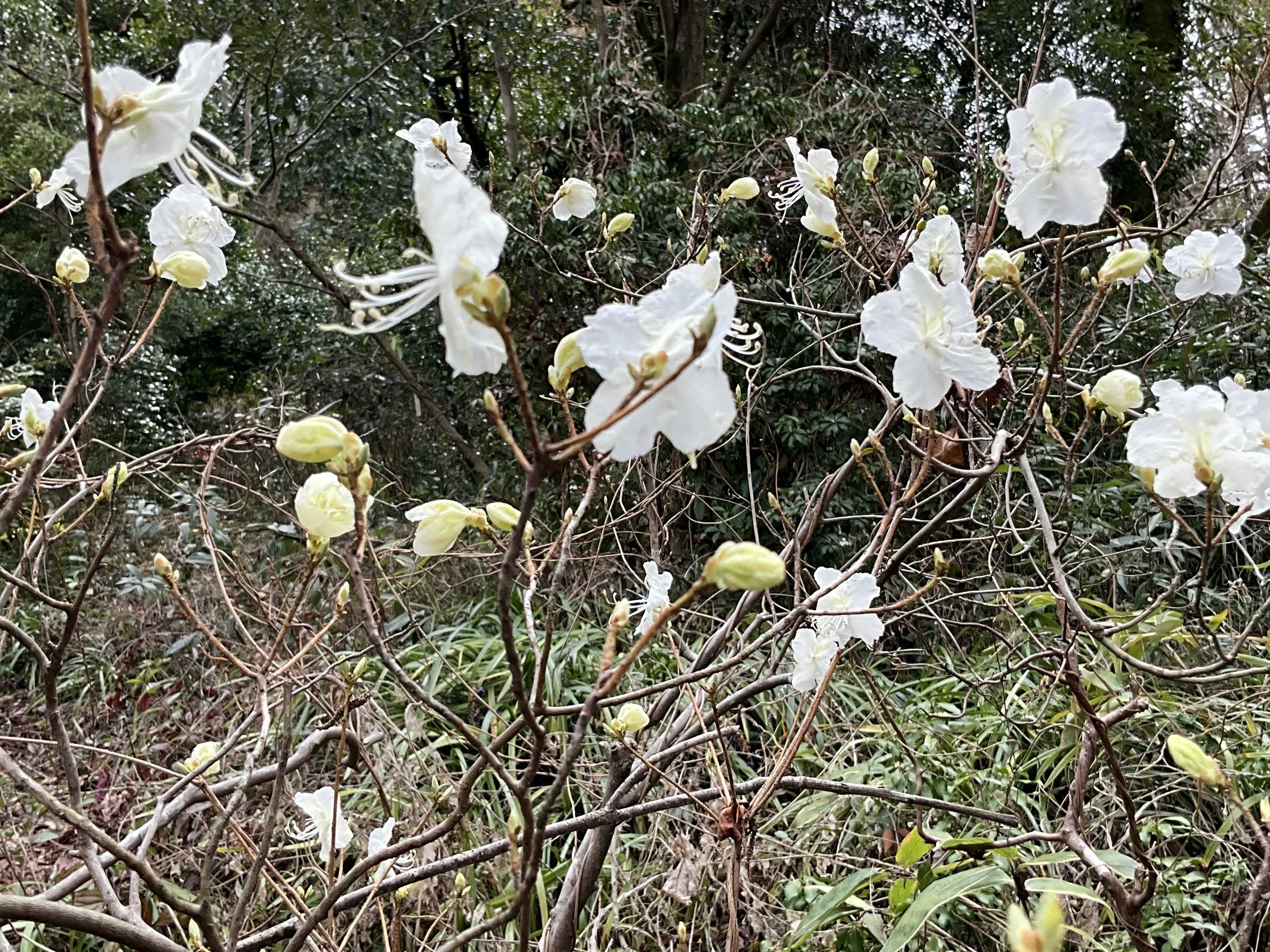 シロバナゲンカイツツジ（京都府立植物園）：2026年3月4日（水）｜藤井