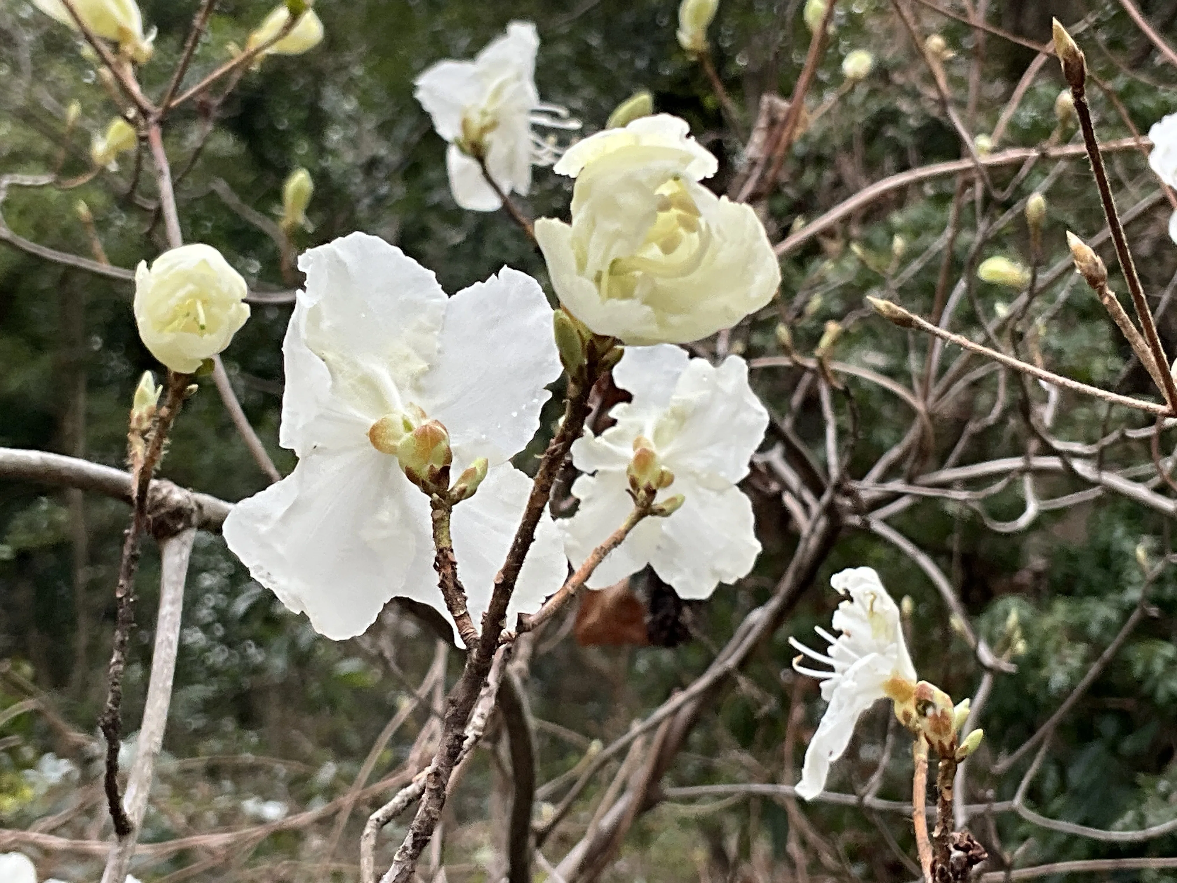 シロバナゲンカイツツジ（京都府立植物園）：2026年3月4日（水）｜藤井
