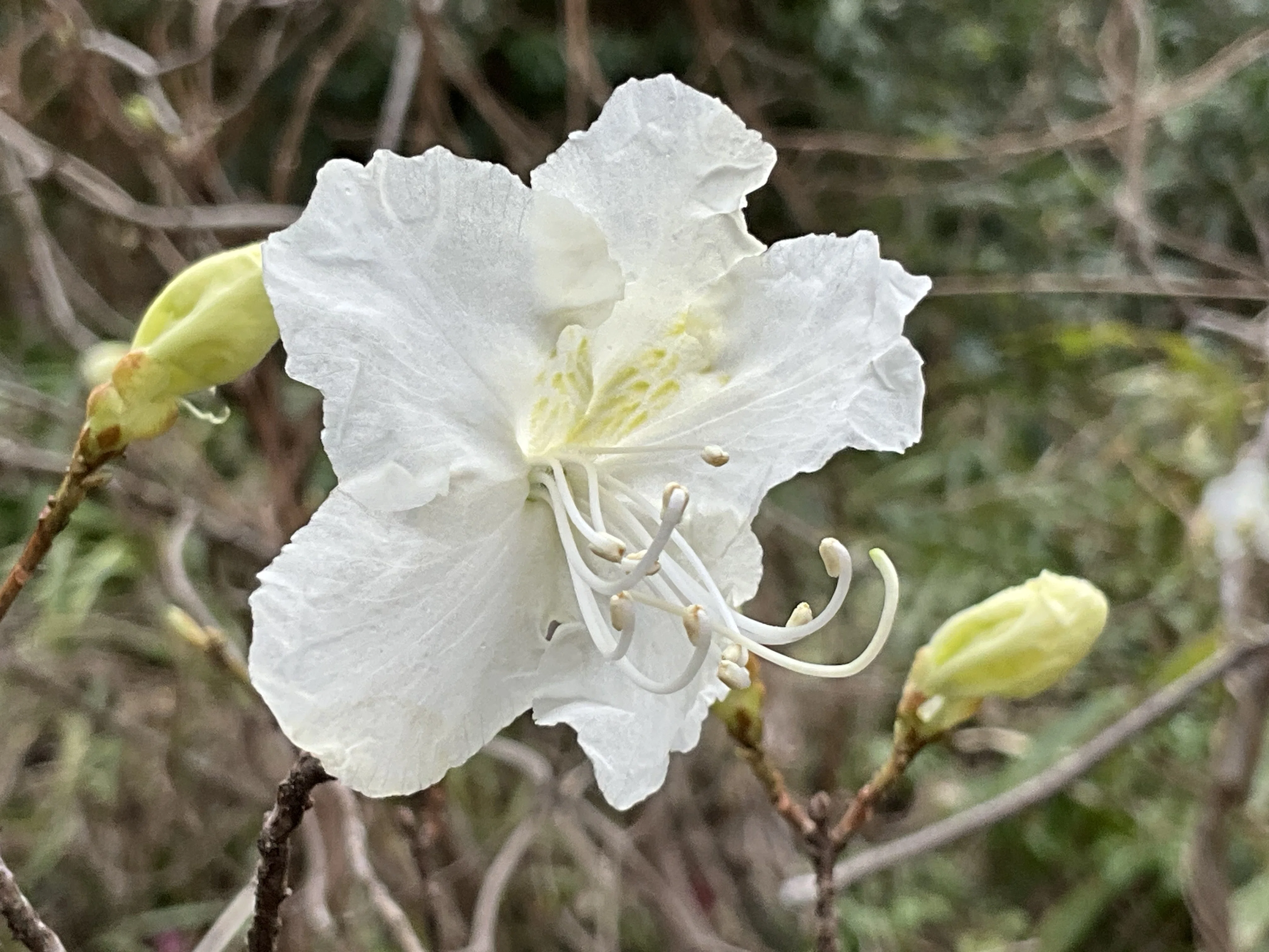 シロバナゲンカイツツジ（京都府立植物園）：2026年3月4日（水）｜藤井