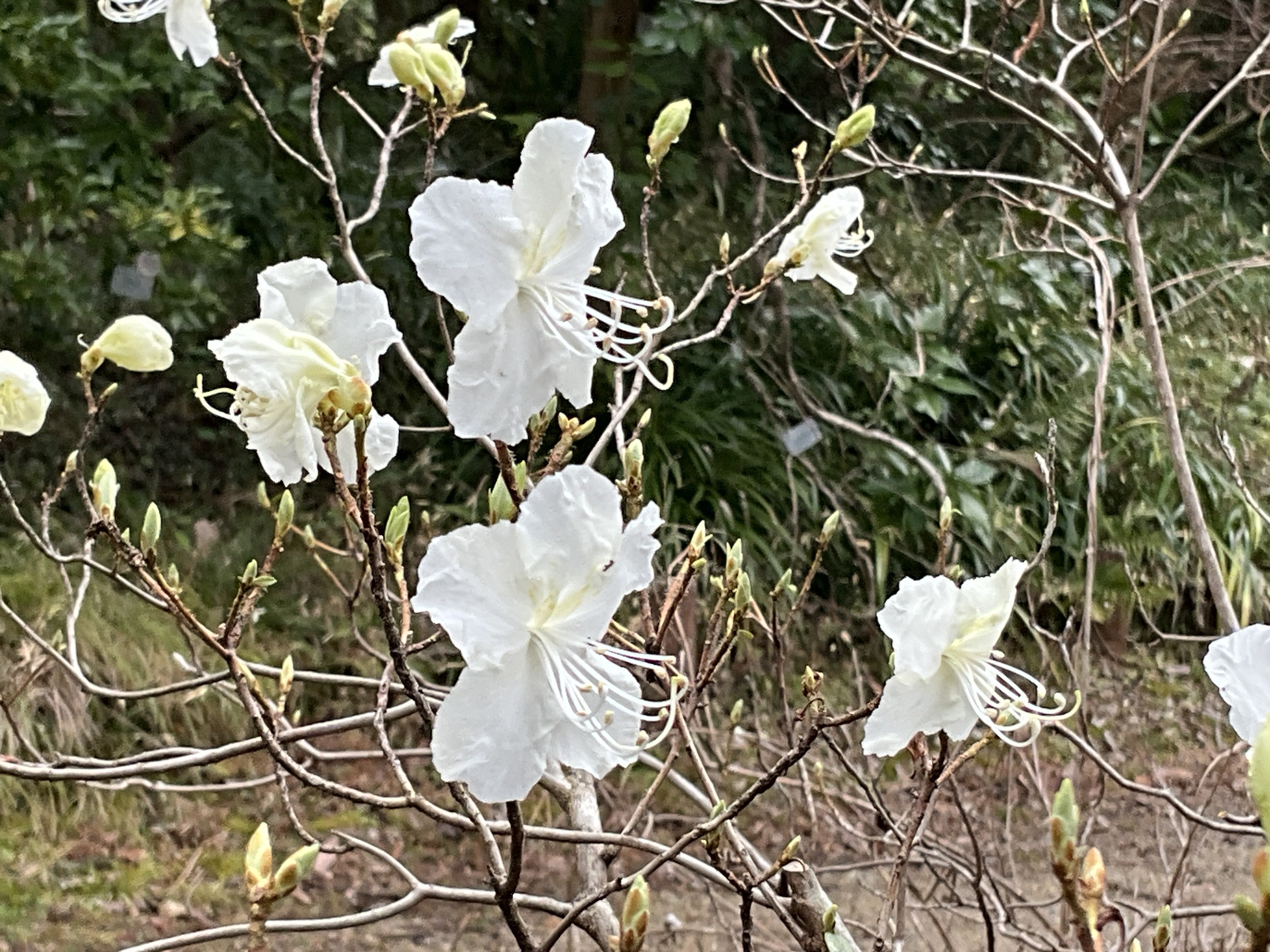 シロバナゲンカイツツジ（京都府立植物園）：2026年3月4日（水）｜藤井
