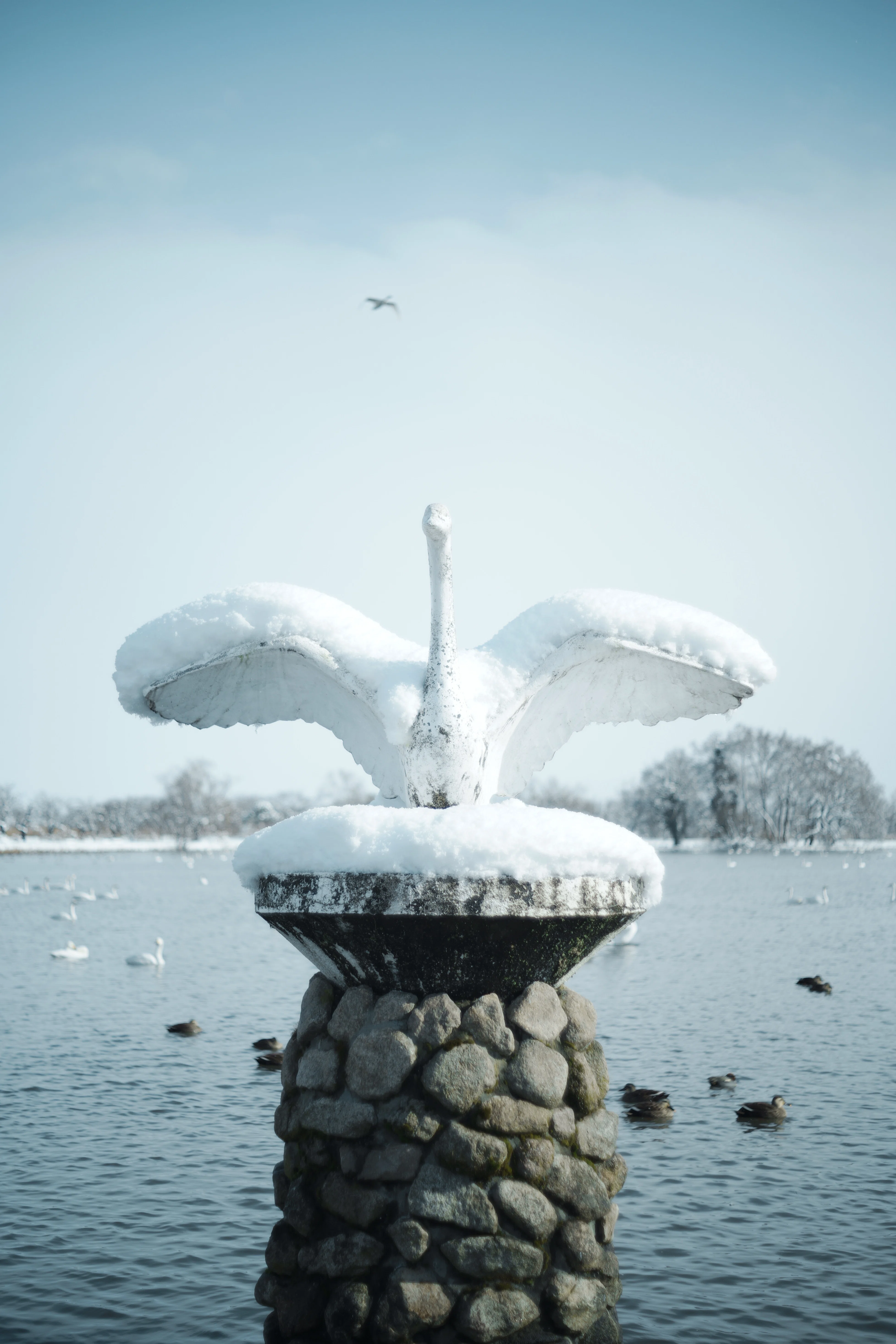 𓂅白鳥さんのすみか𓂅新潟 瓢湖𓂅 SIGMA fp｜日々を愛でて
