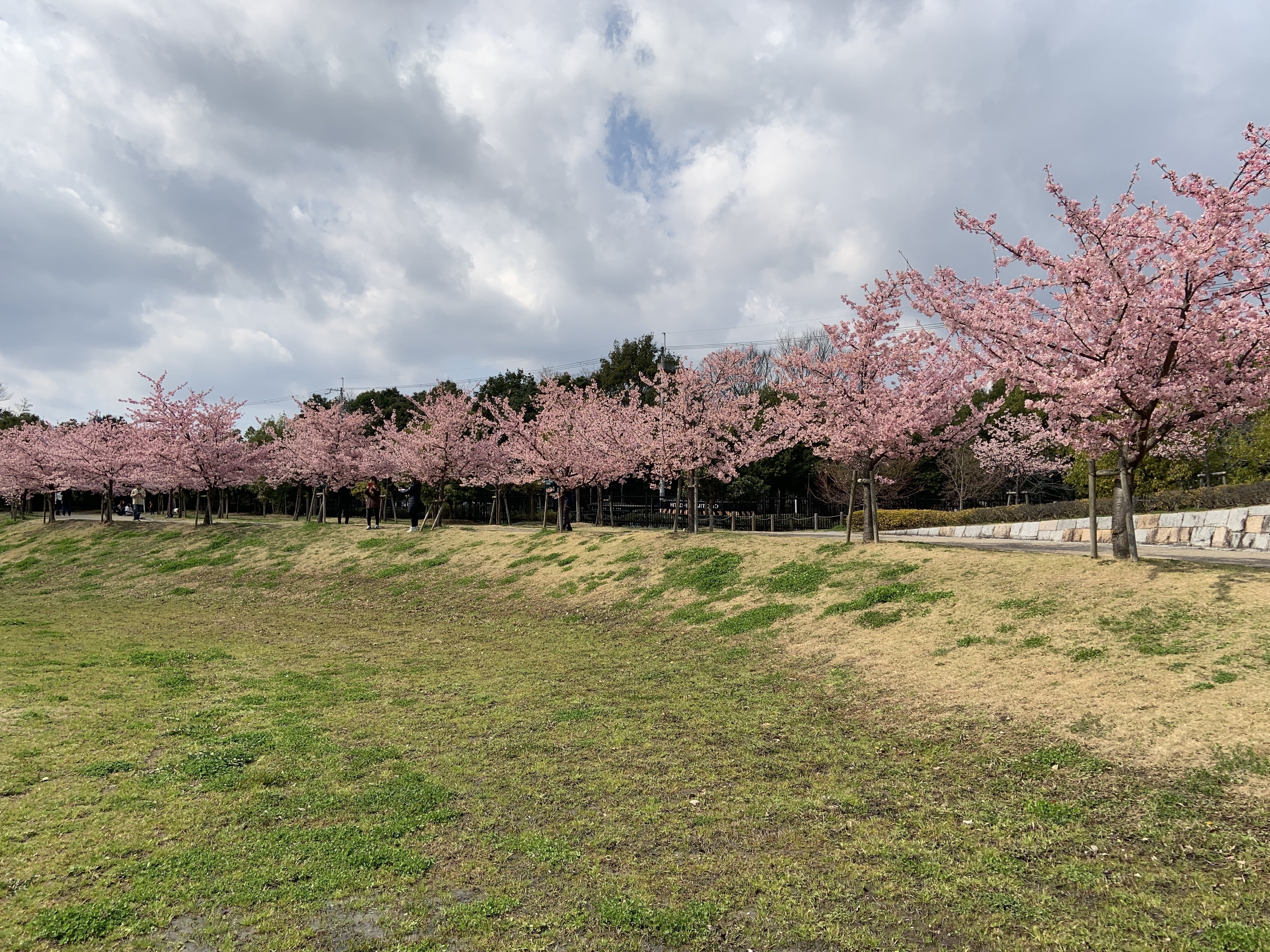3月上旬から見頃「奈良県営 馬見丘陵公園」の河津桜｜Yukitaka | 旅行