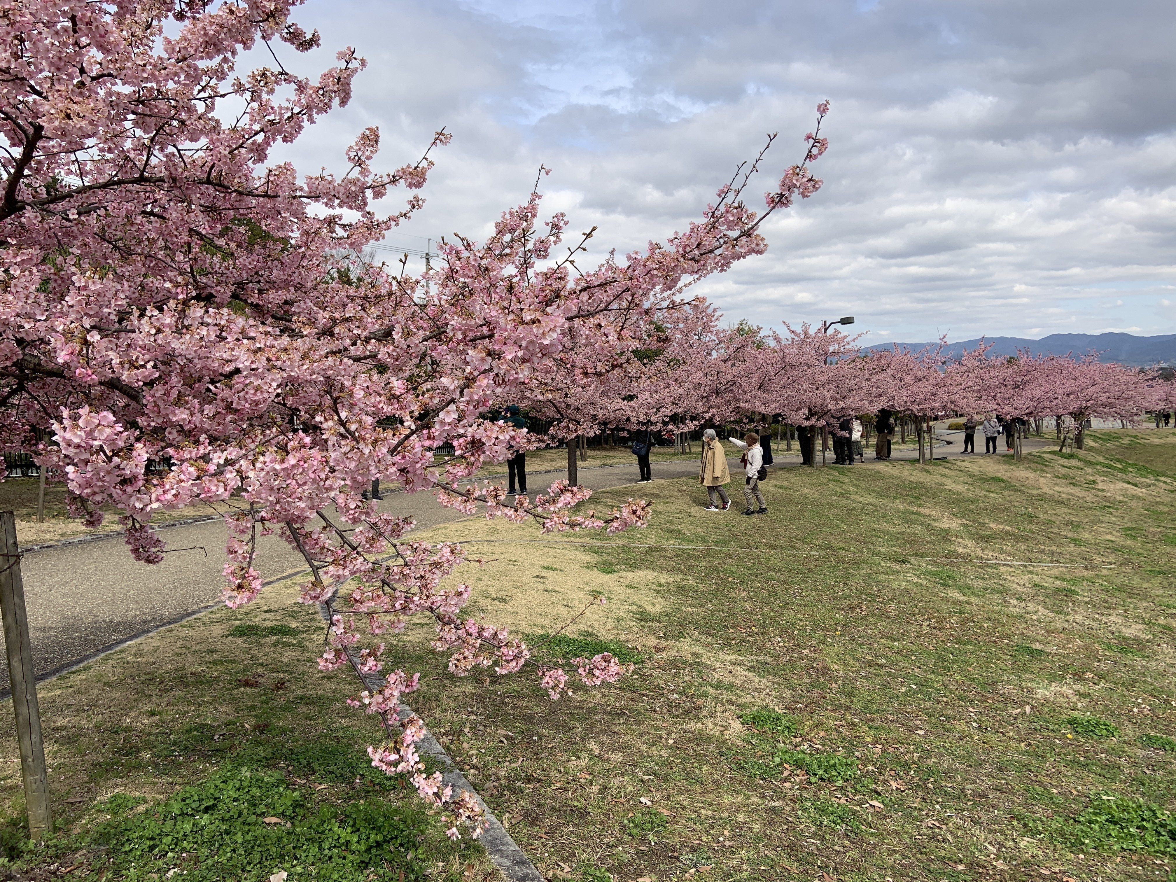 3月上旬から見頃「奈良県営 馬見丘陵公園」の河津桜｜Yukitaka | 旅行
