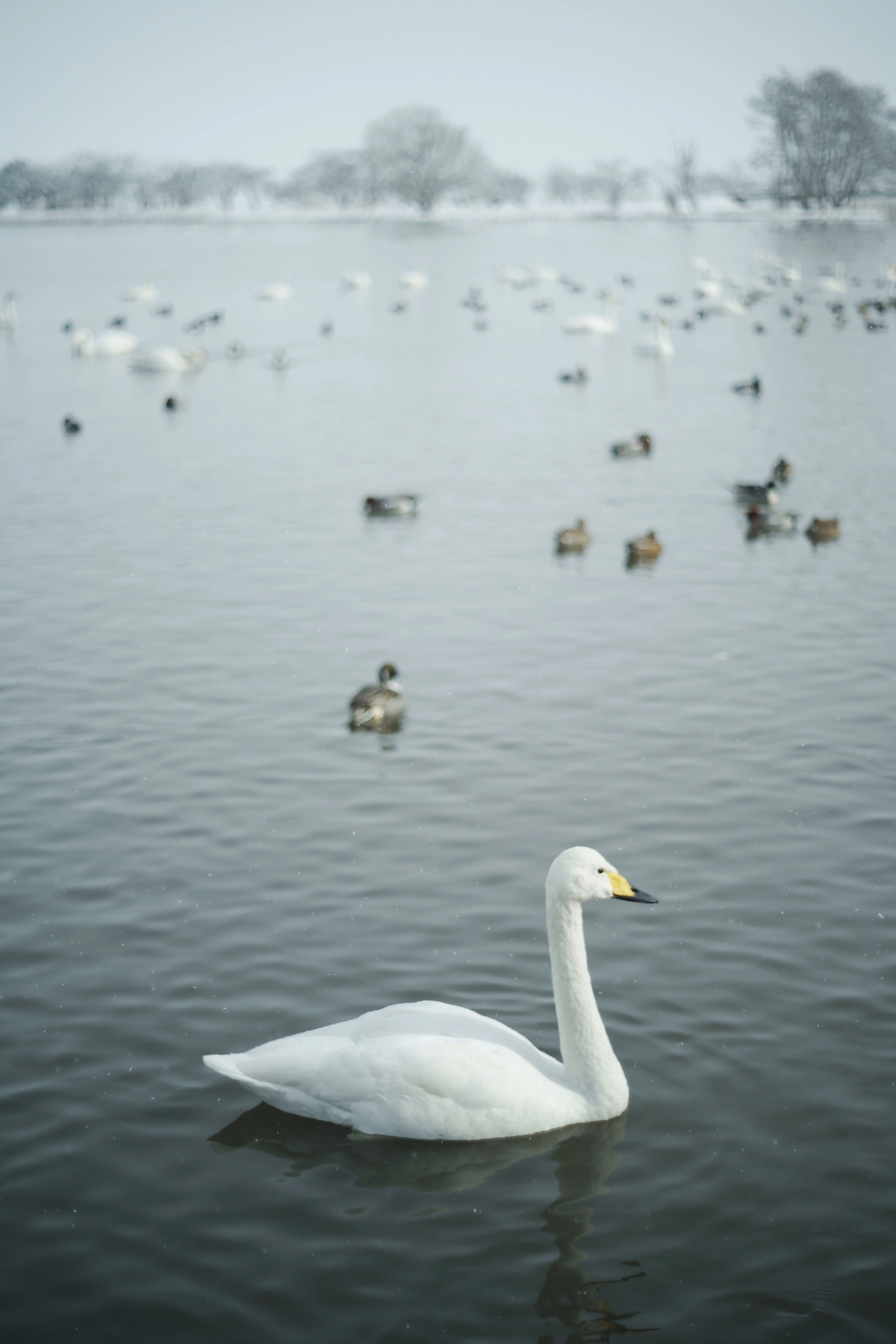 𓂅白鳥さんのすみか𓂅新潟 瓢湖𓂅 SIGMA fp｜日々を愛でて