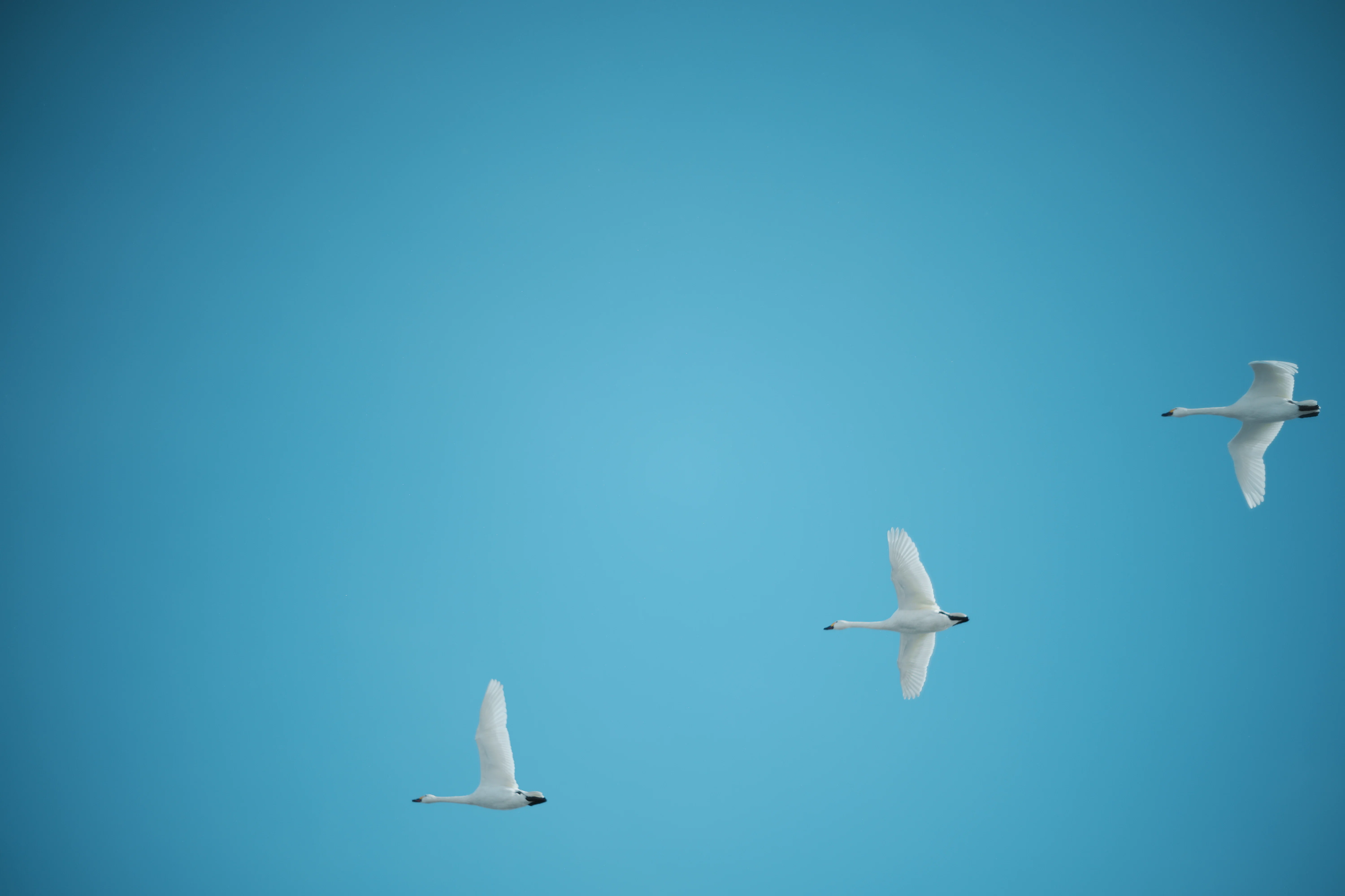 𓂅白鳥さんのすみか𓂅新潟 瓢湖𓂅 SIGMA fp｜日々を愛でて