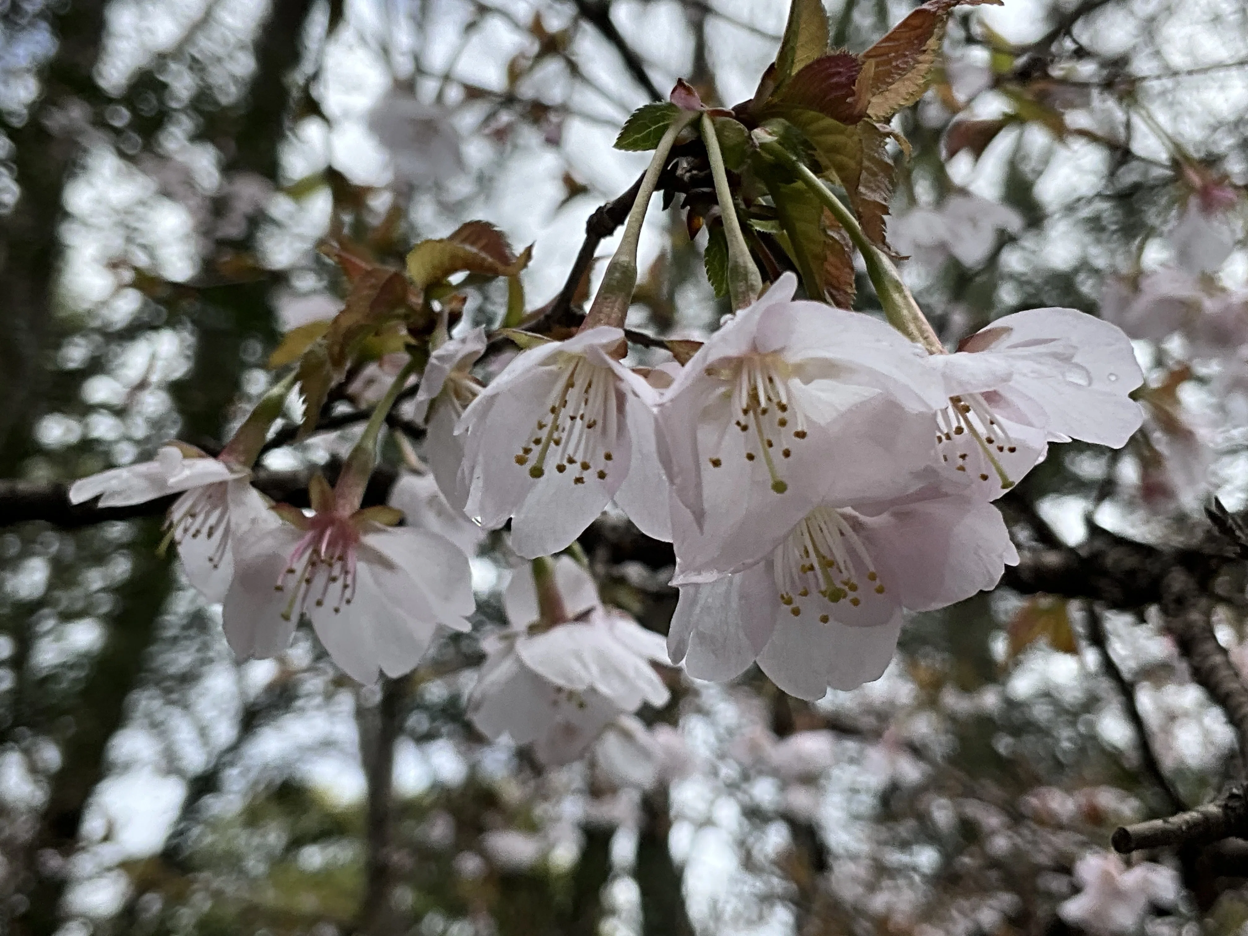 キンキマメザクラ（京都府立植物園）：2026年3月5日（木）｜藤井秀昭