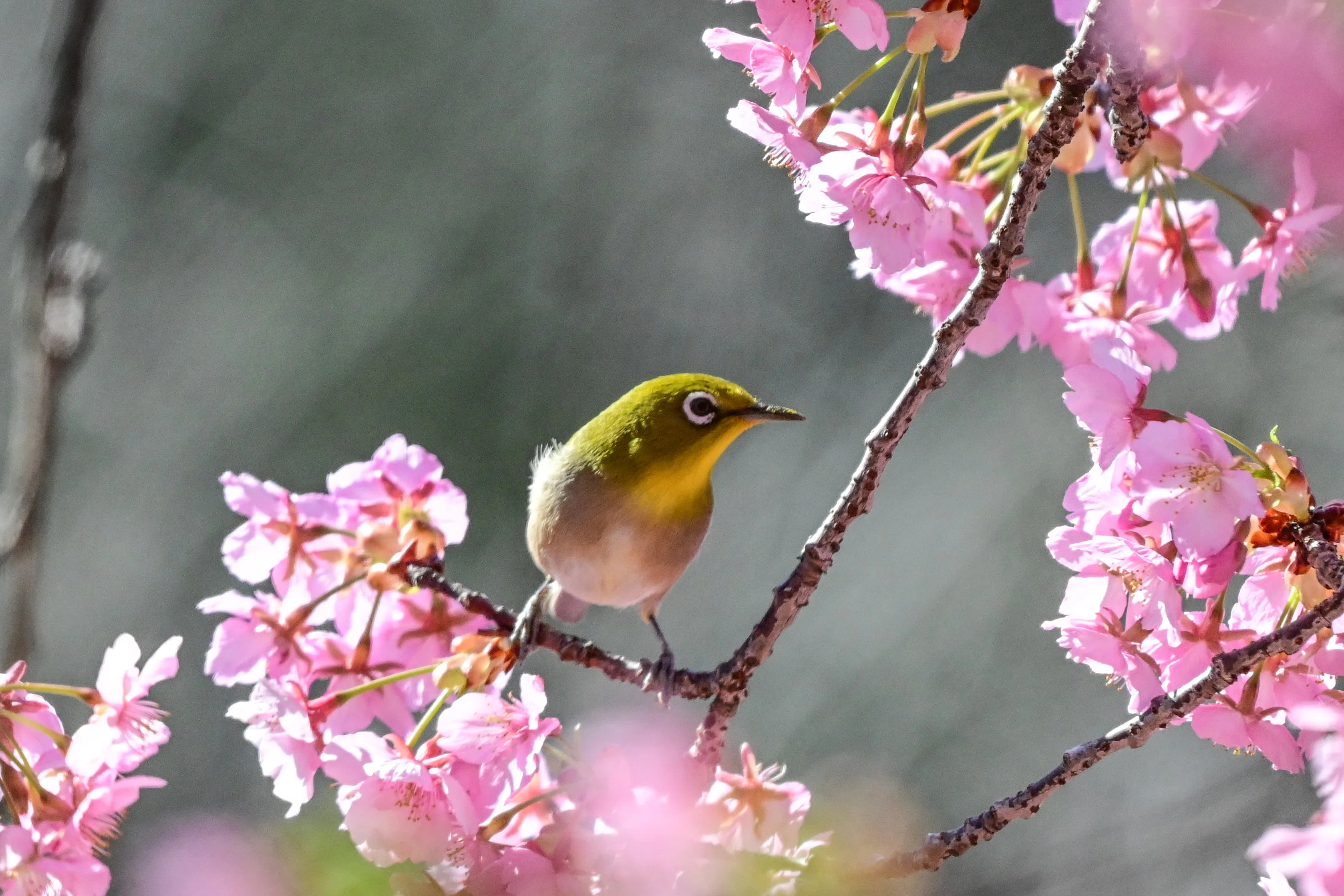 3月4日の鳥活について｜やすひこ
