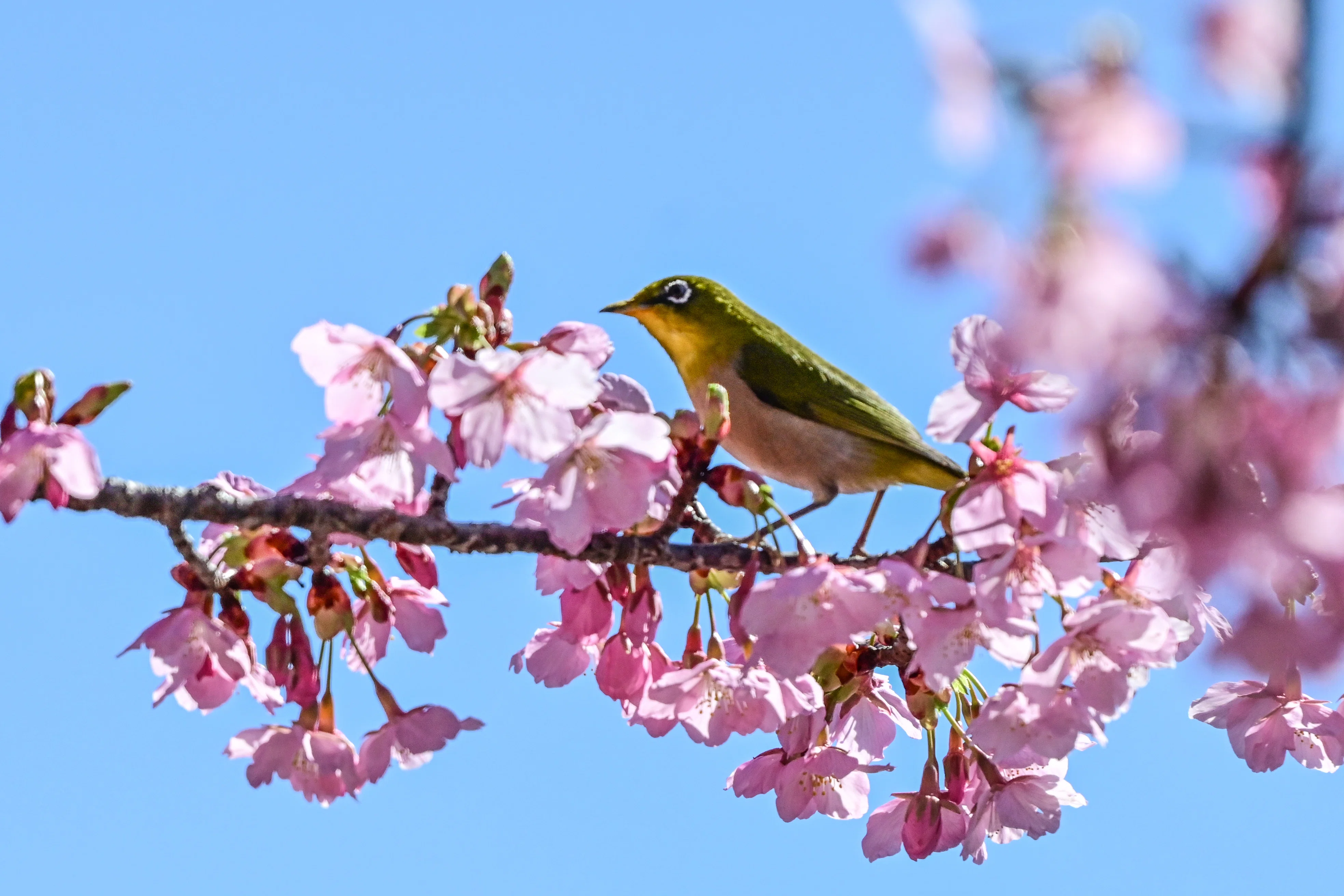 3月4日の鳥活について｜やすひこ