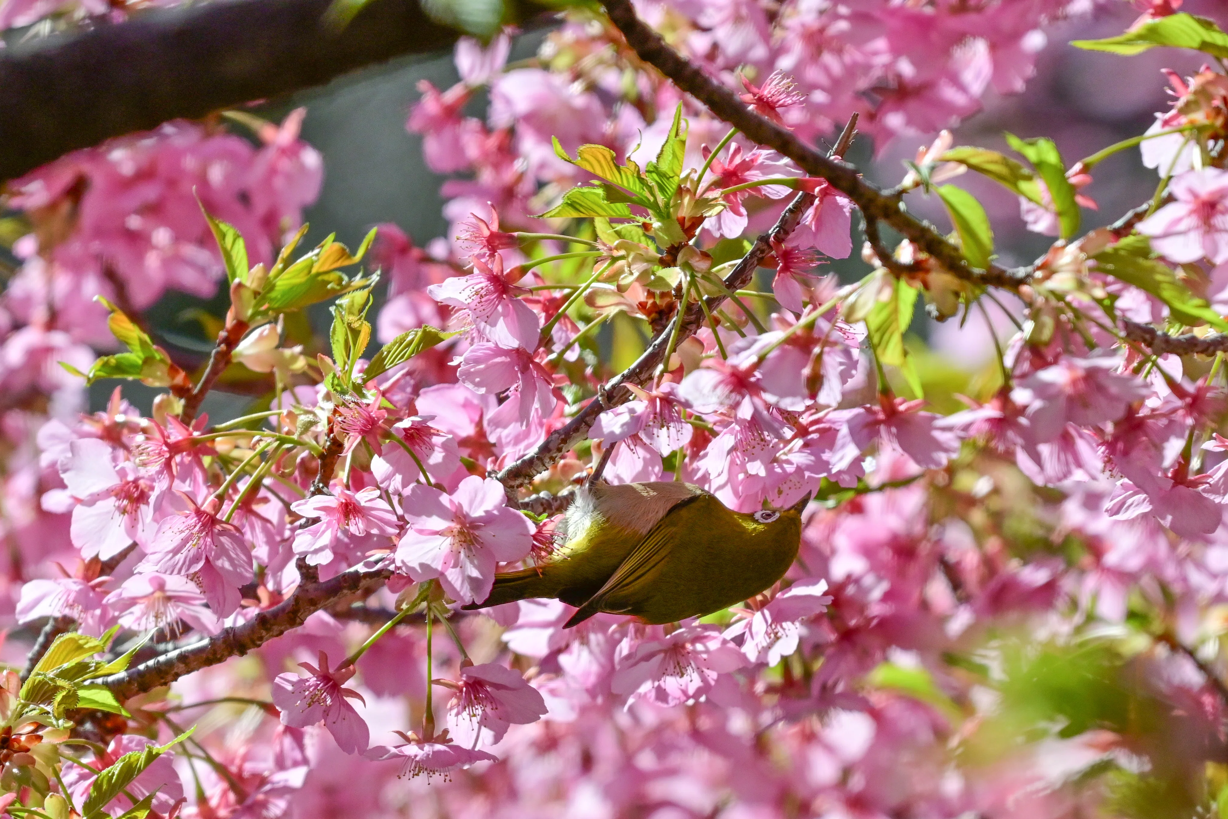 3月4日の鳥活について｜やすひこ