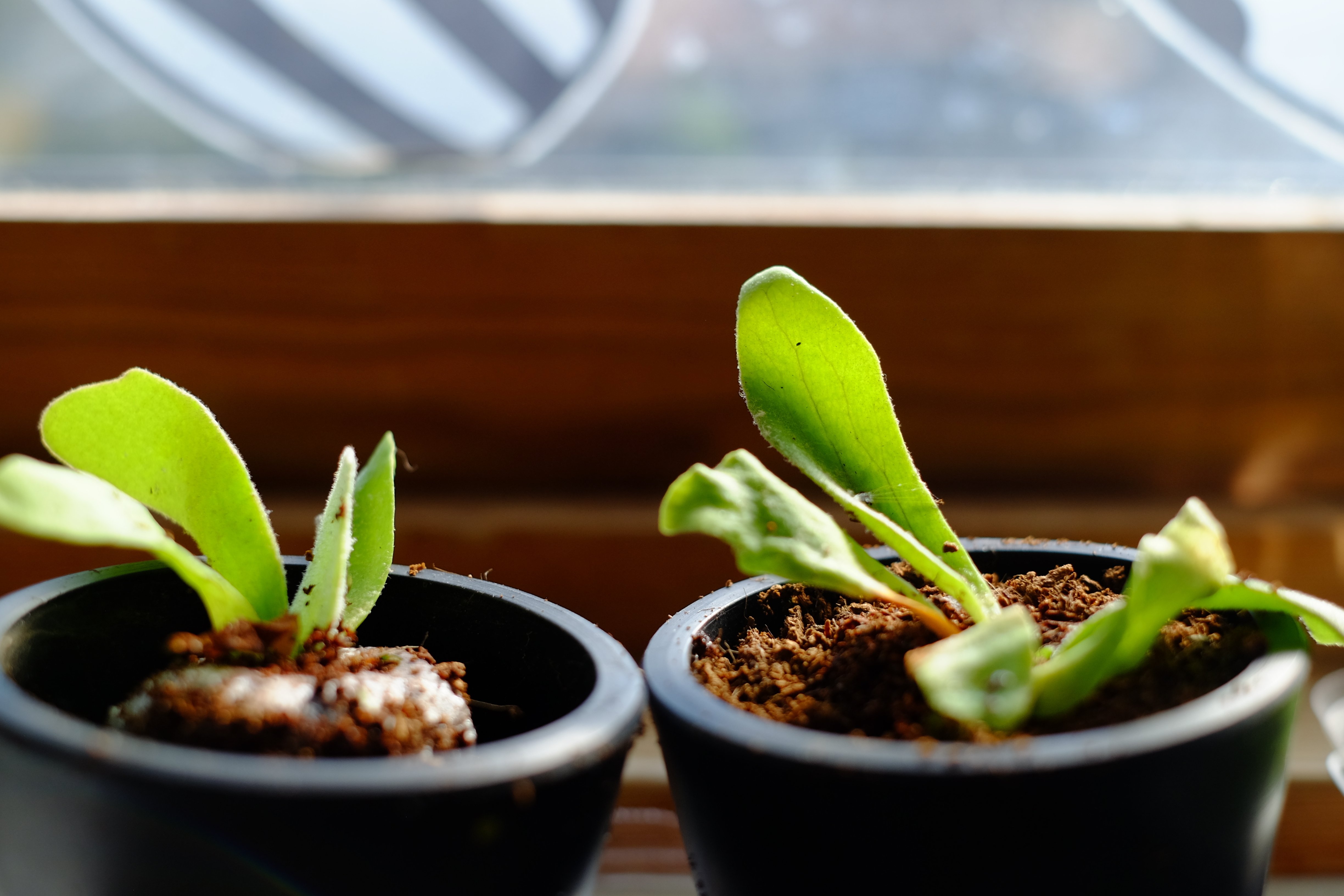 ビカクシダ、はじめて1年が経ちました｜ノンシャラン