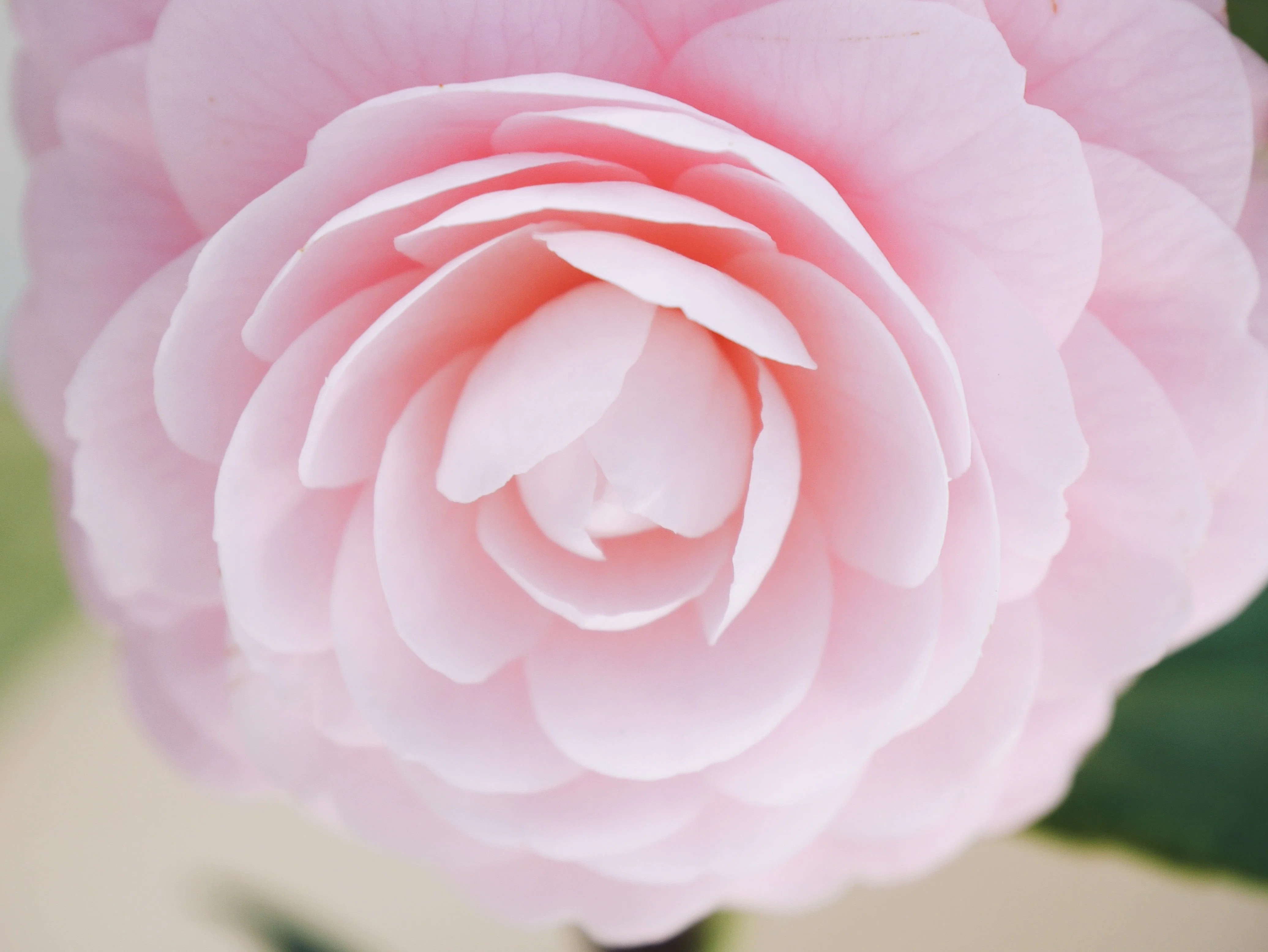 2026年 春の花、椿｜久露見庵(くろみ庵)@天気と気候と自然を考える