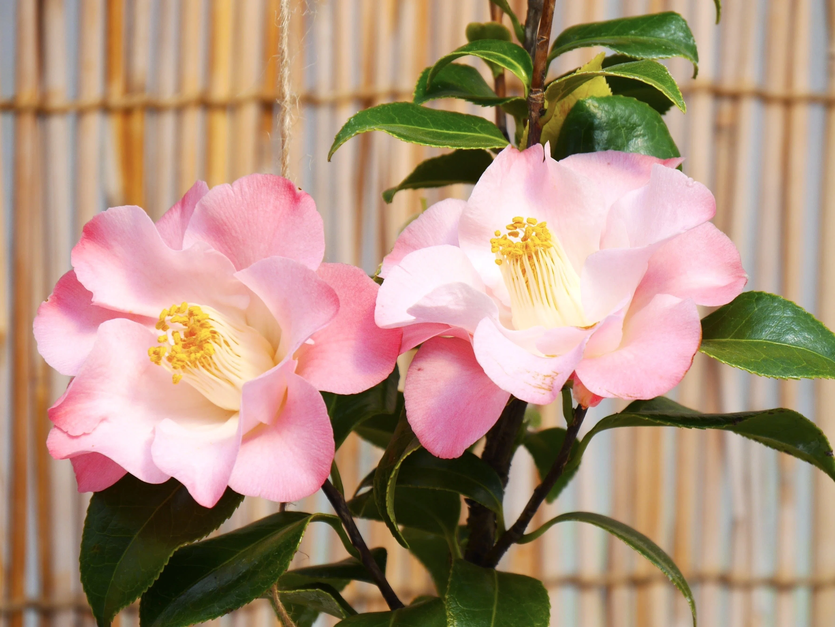 2026年 春の花、椿｜久露見庵(くろみ庵)@天気と気候と自然を考える