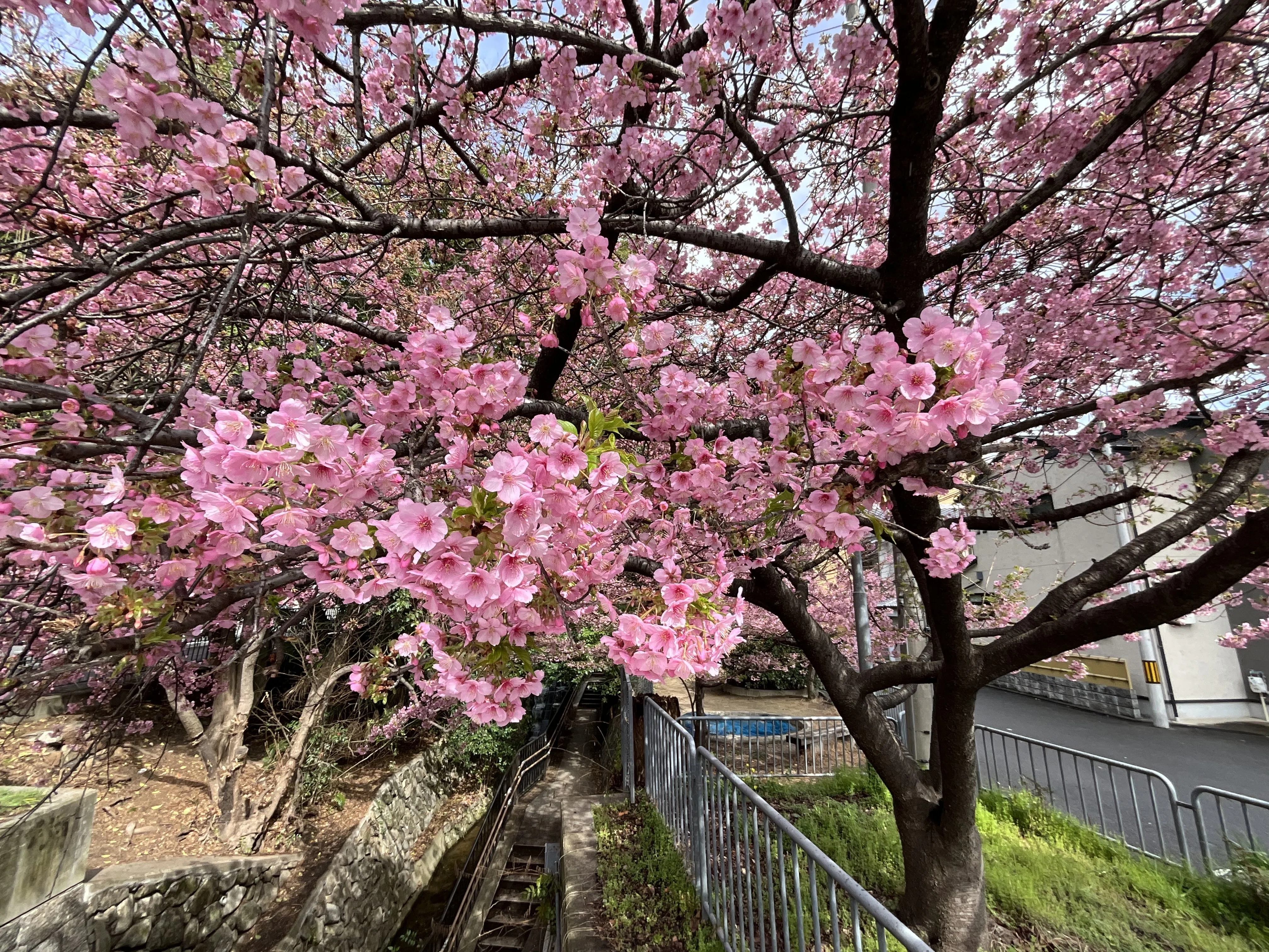 四分咲きの一条戻橋の河津桜：2026年3月4日（水）｜藤井秀昭（『京都