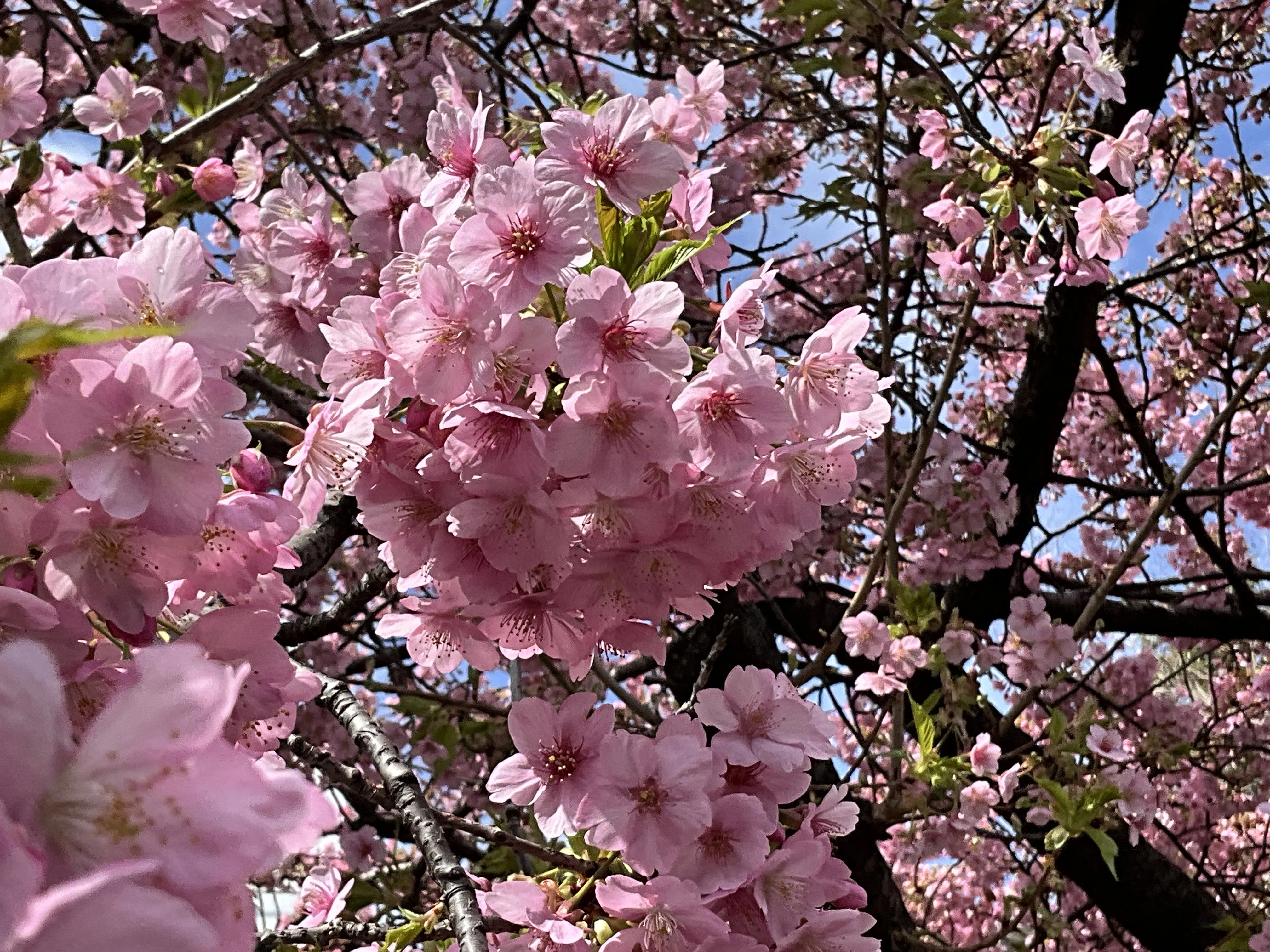四分咲きの一条戻橋の河津桜：2026年3月4日（水）｜藤井秀昭（『京都
