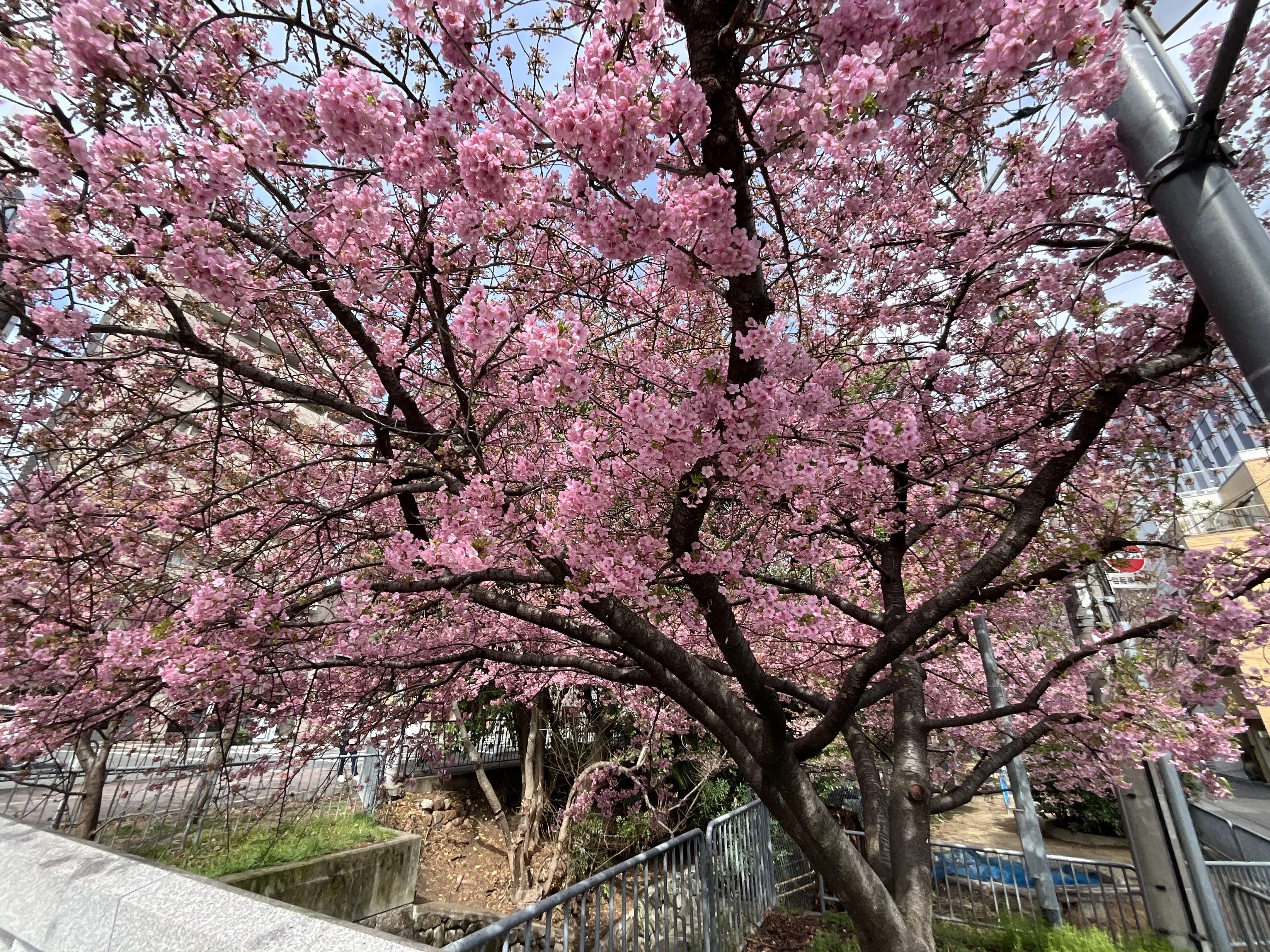 四分咲きの一条戻橋の河津桜：2026年3月4日（水）｜藤井秀昭（『京都