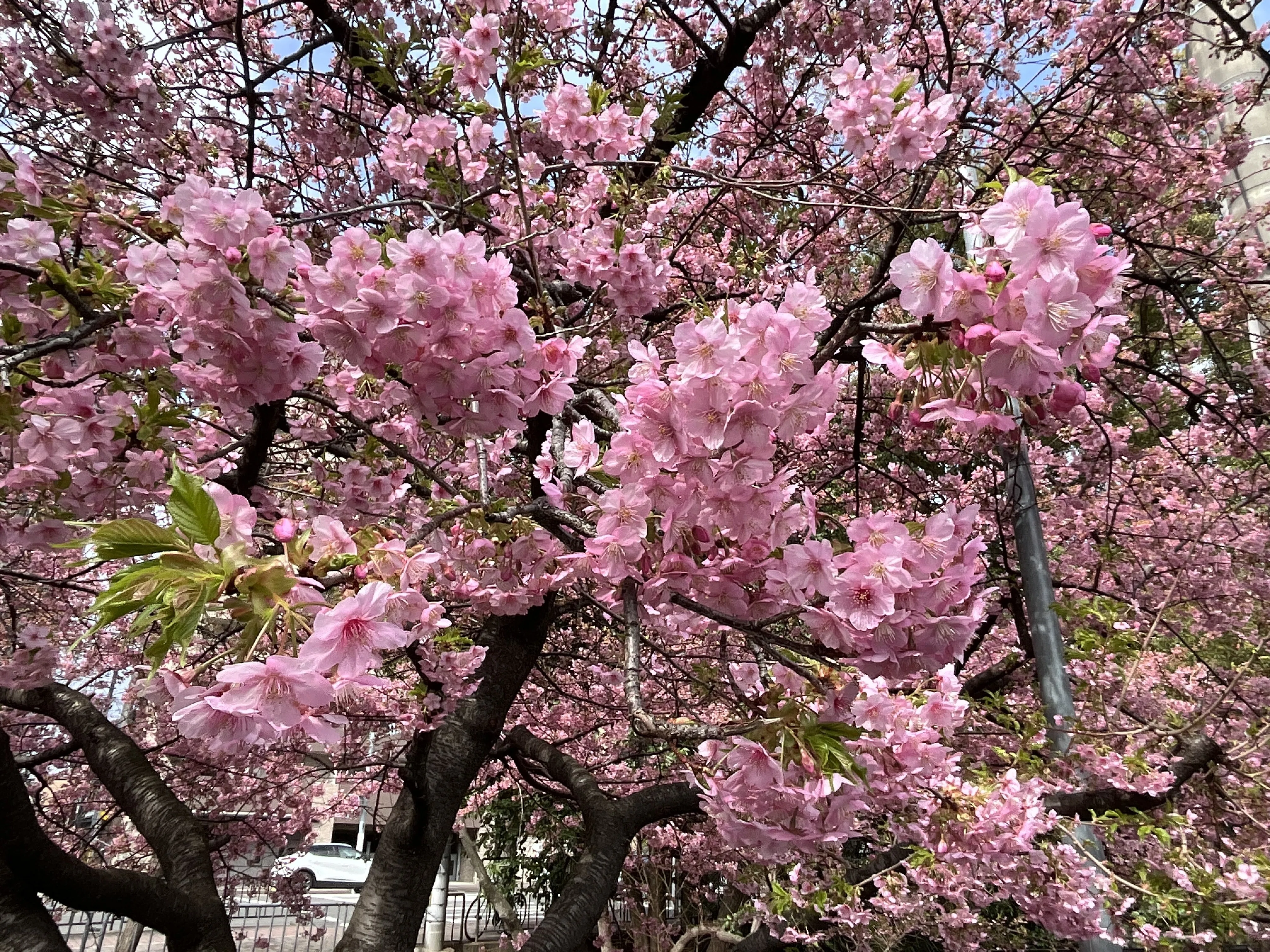 四分咲きの一条戻橋の河津桜：2026年3月4日（水）｜藤井秀昭（『京都