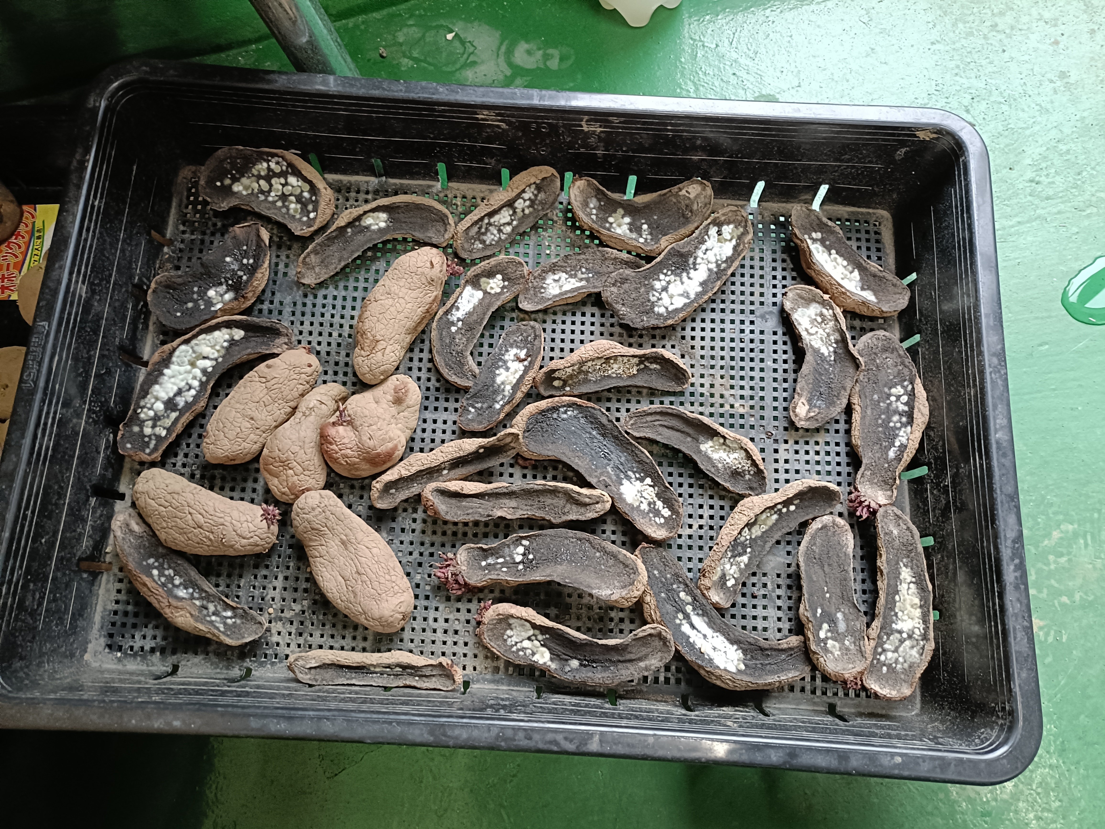 農園 にじみ7・じゃがいも植え2回目｜にじみ