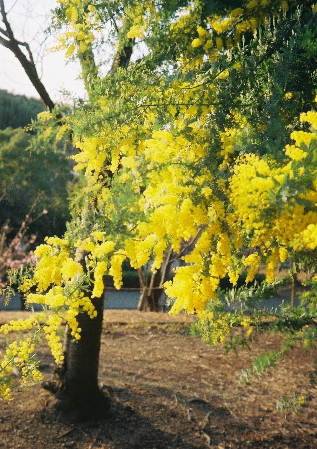 OLYMPUS 35DCの撮影見本｜ごん色カメラ