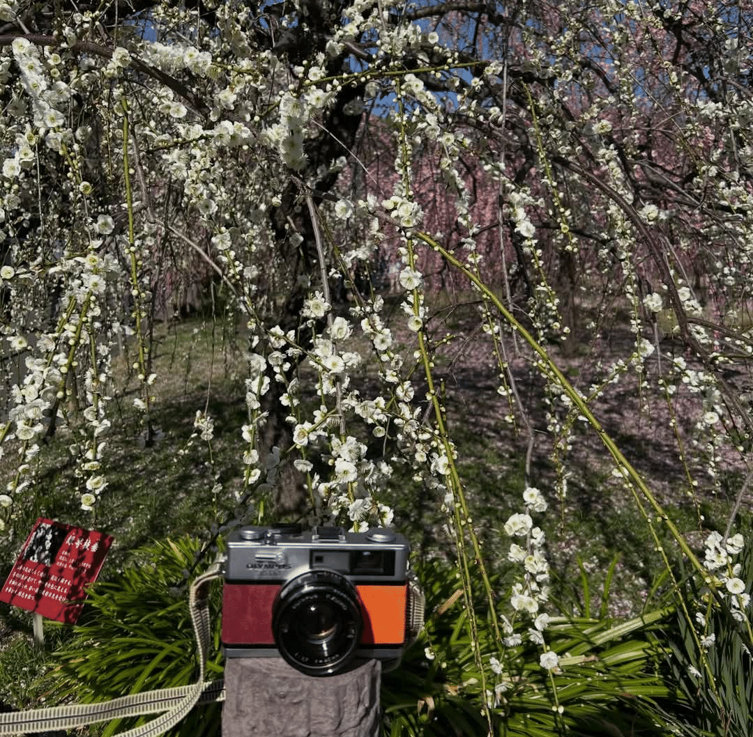 OLYMPUS 35DCの撮影見本｜ごん色カメラ