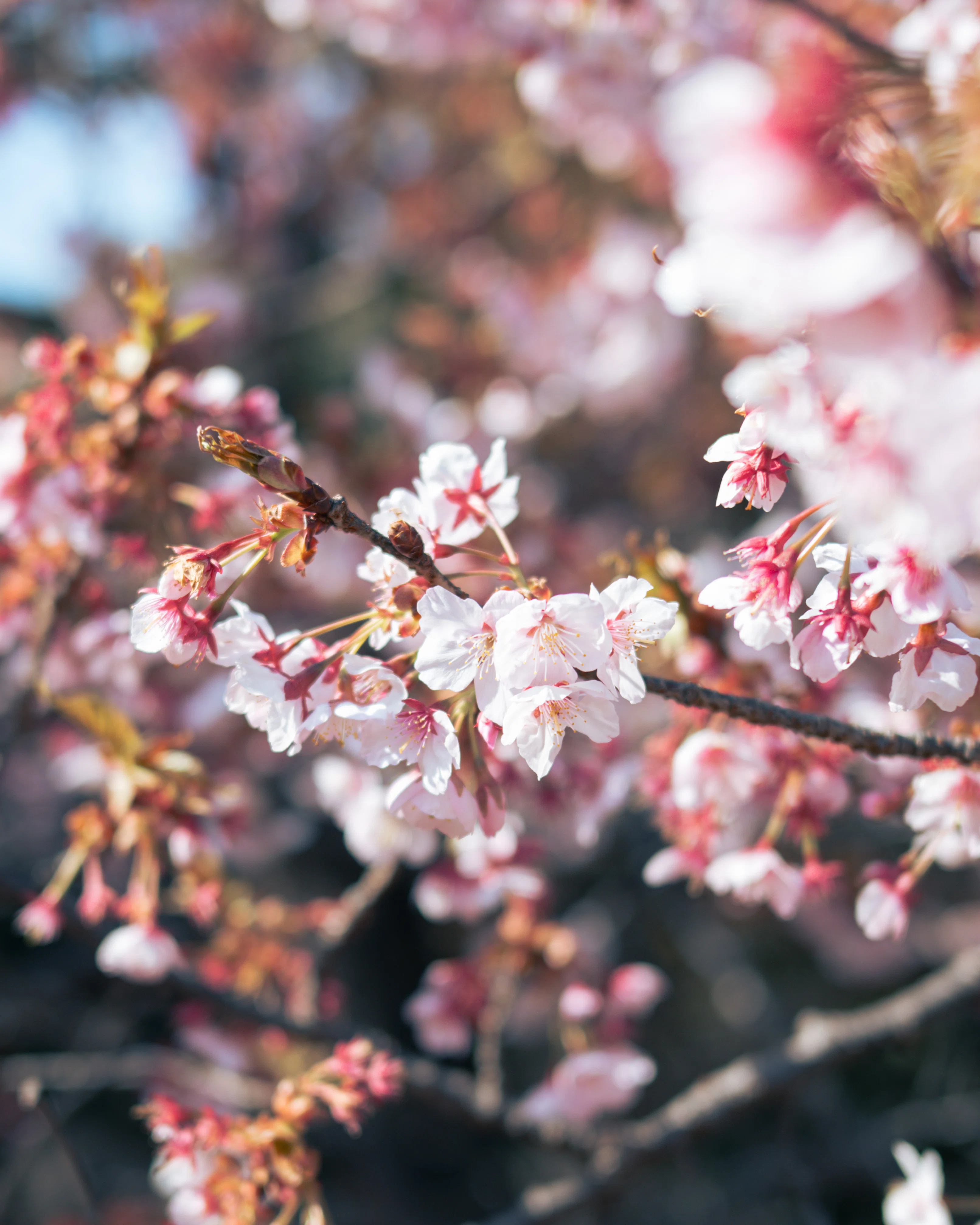 初心者様向け✨Nikon D5100✨シングルレンズ✨桜撮影に✨ Seven Recommended Techniques for Taking Inspiring Cherry Blossom