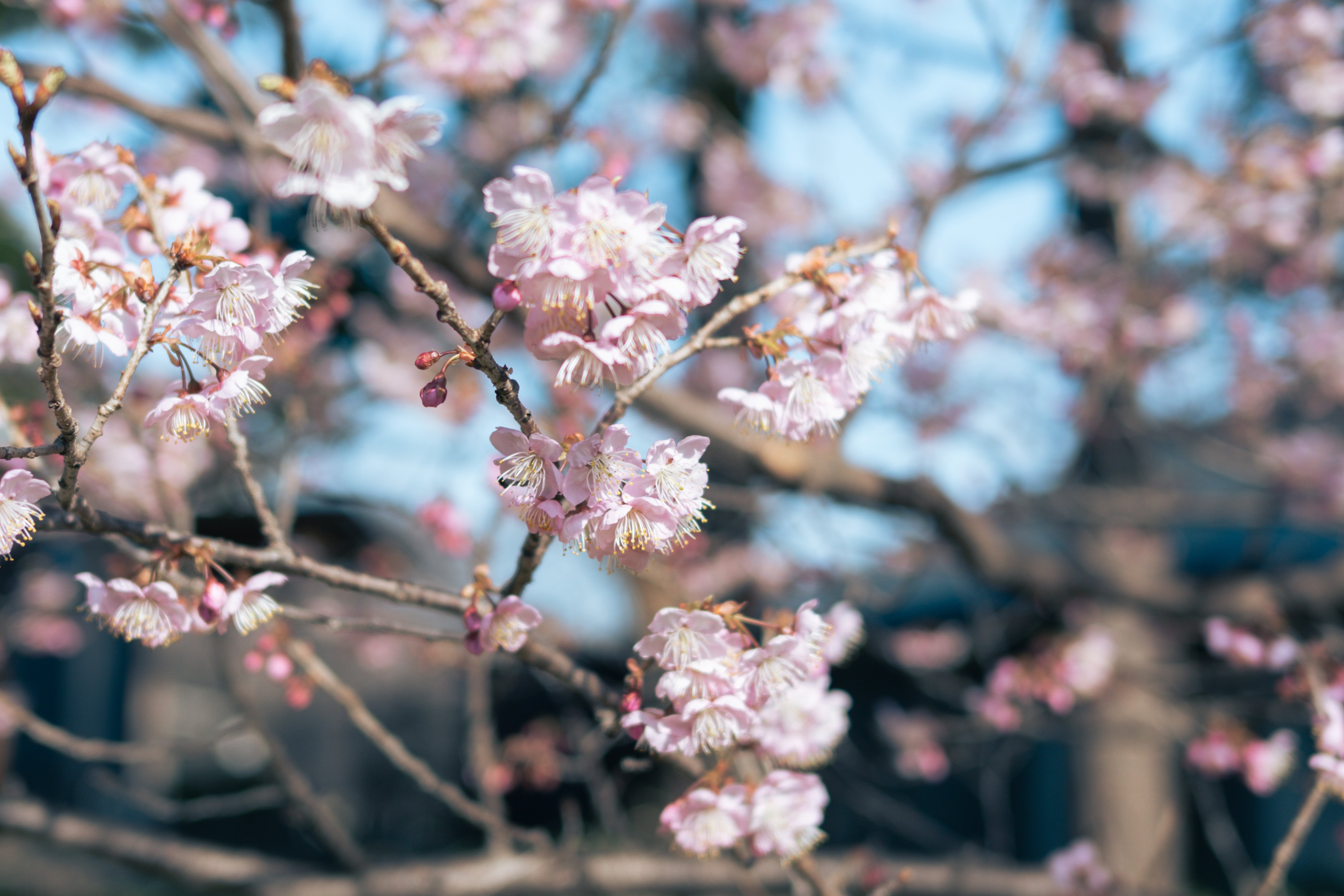 新宿御苑で早咲きの桜を撮る【Zfc】｜振替休日｜Keigo K.