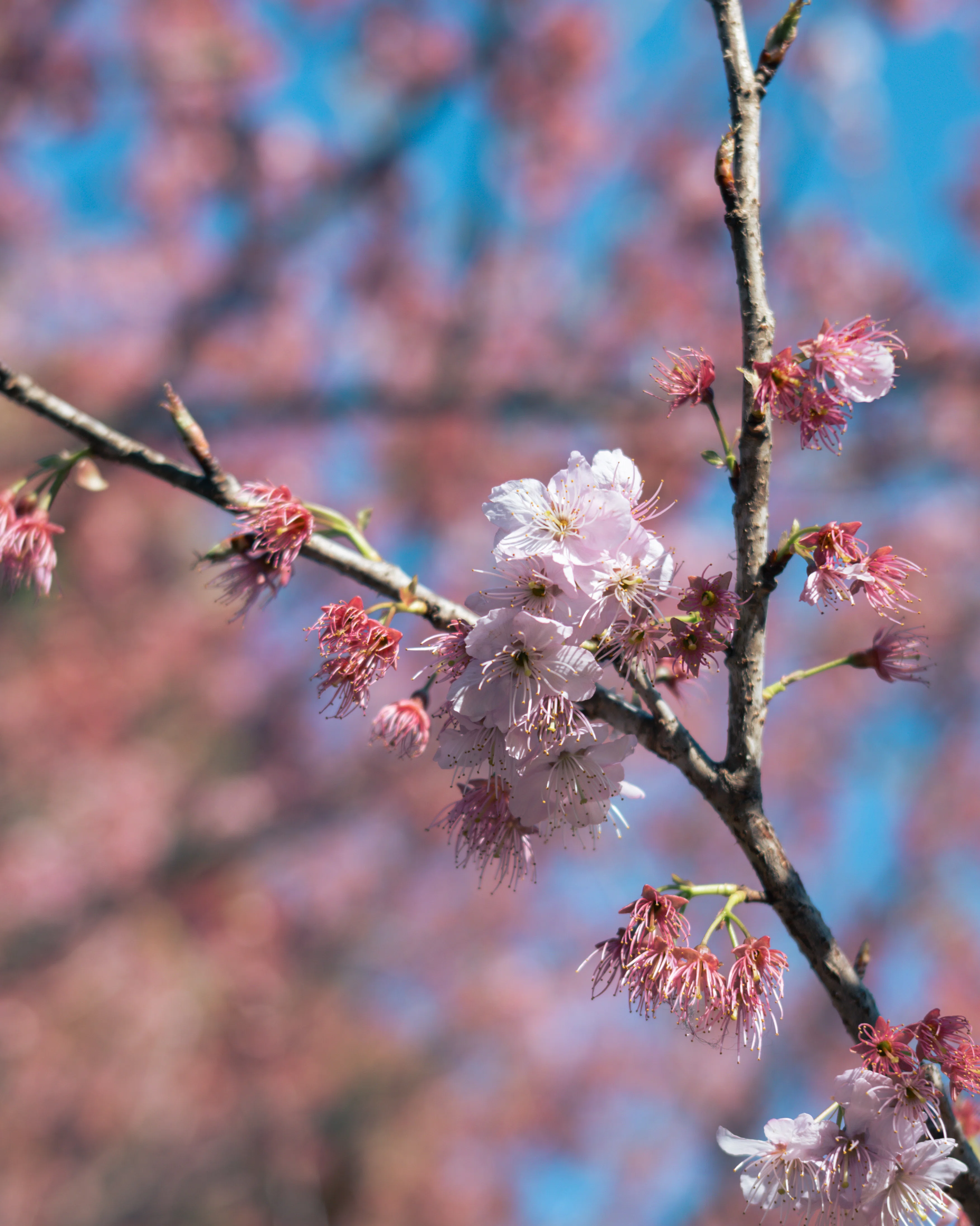 初心者様向け✨Nikon D5100✨シングルレンズ✨桜撮影に✨ 綺麗な桜を撮影… #nikon #nikod5100 #Japan #cherryblossom