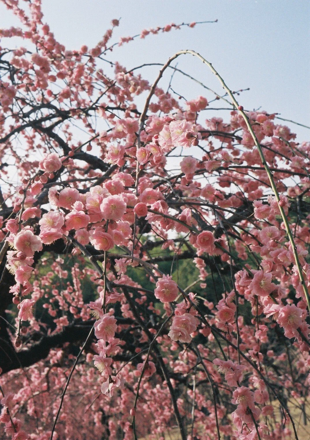 OLYMPUS Pen-Dの撮影見本｜ごん色カメラ