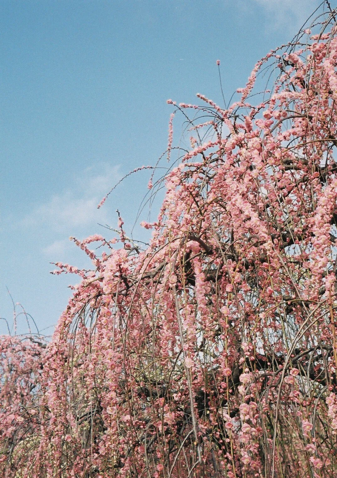 OLYMPUS Pen-Dの撮影見本｜ごん色カメラ