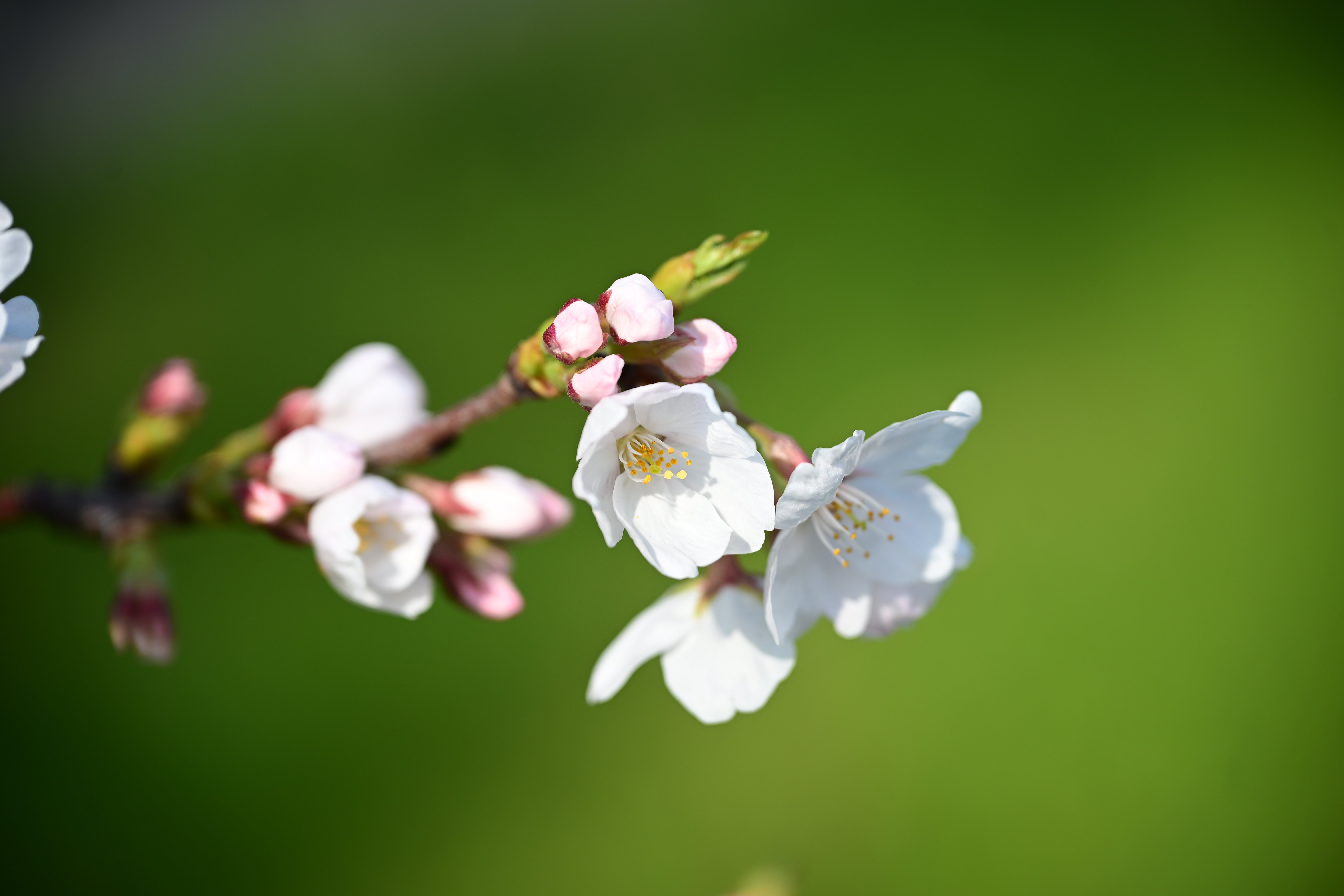 今年もまた「桜とか上手く撮れない」って嘆く季節がやってきます。｜平