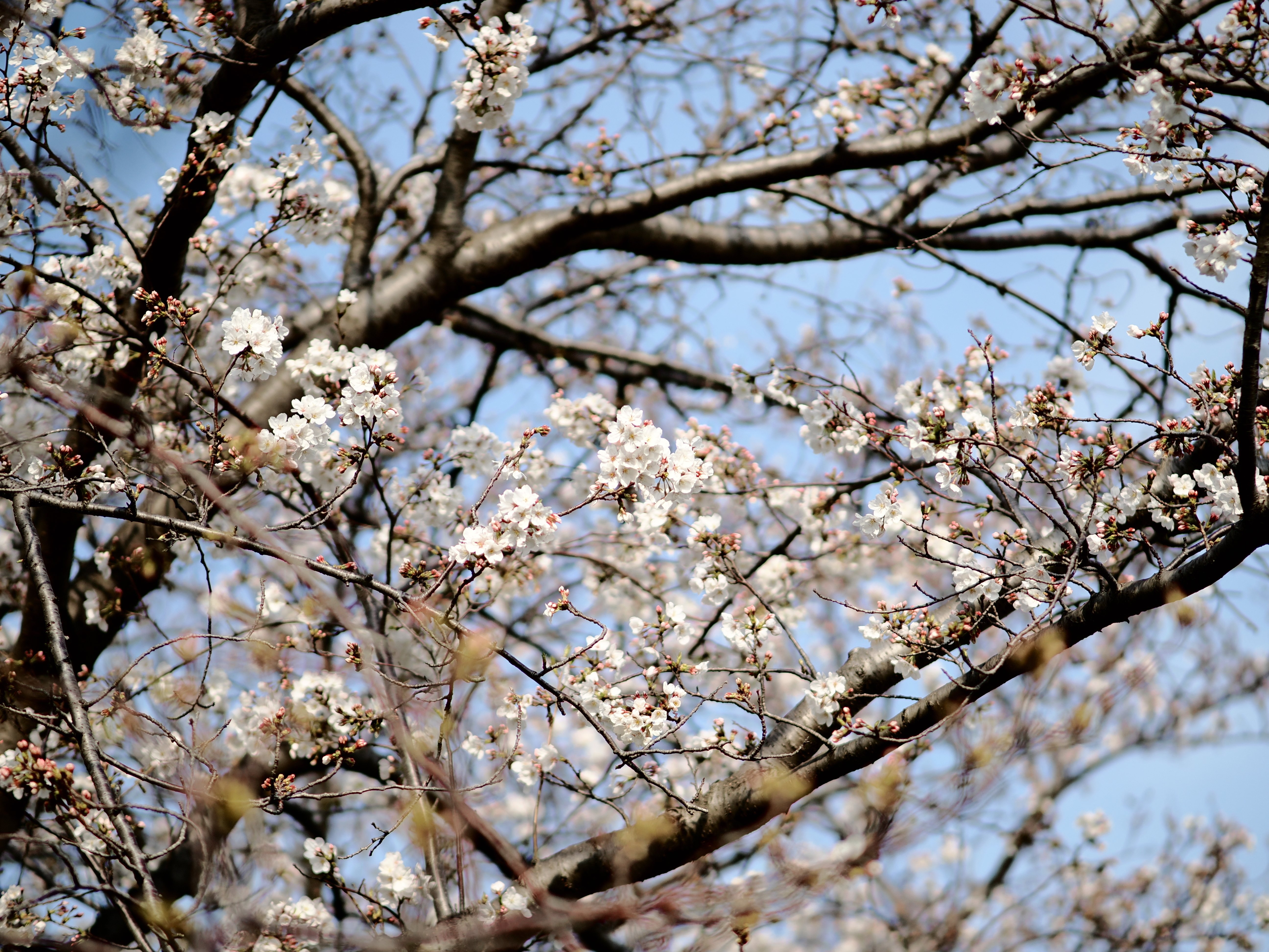 今年もまた「桜とか上手く撮れない」って嘆く季節がやってきます。｜平